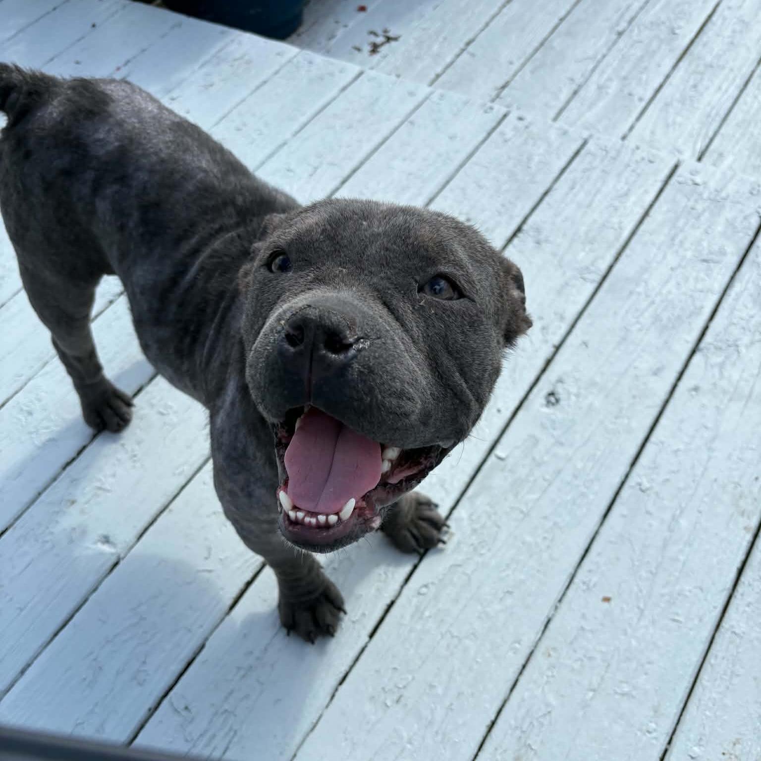 Puppino, adopted, Young Male Bulldog.