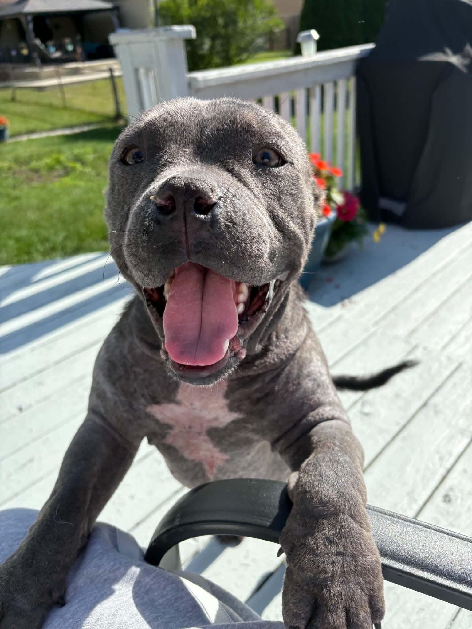 Enlarge Puppino, an adopted mixed breed in China Township, MI image 4/6
