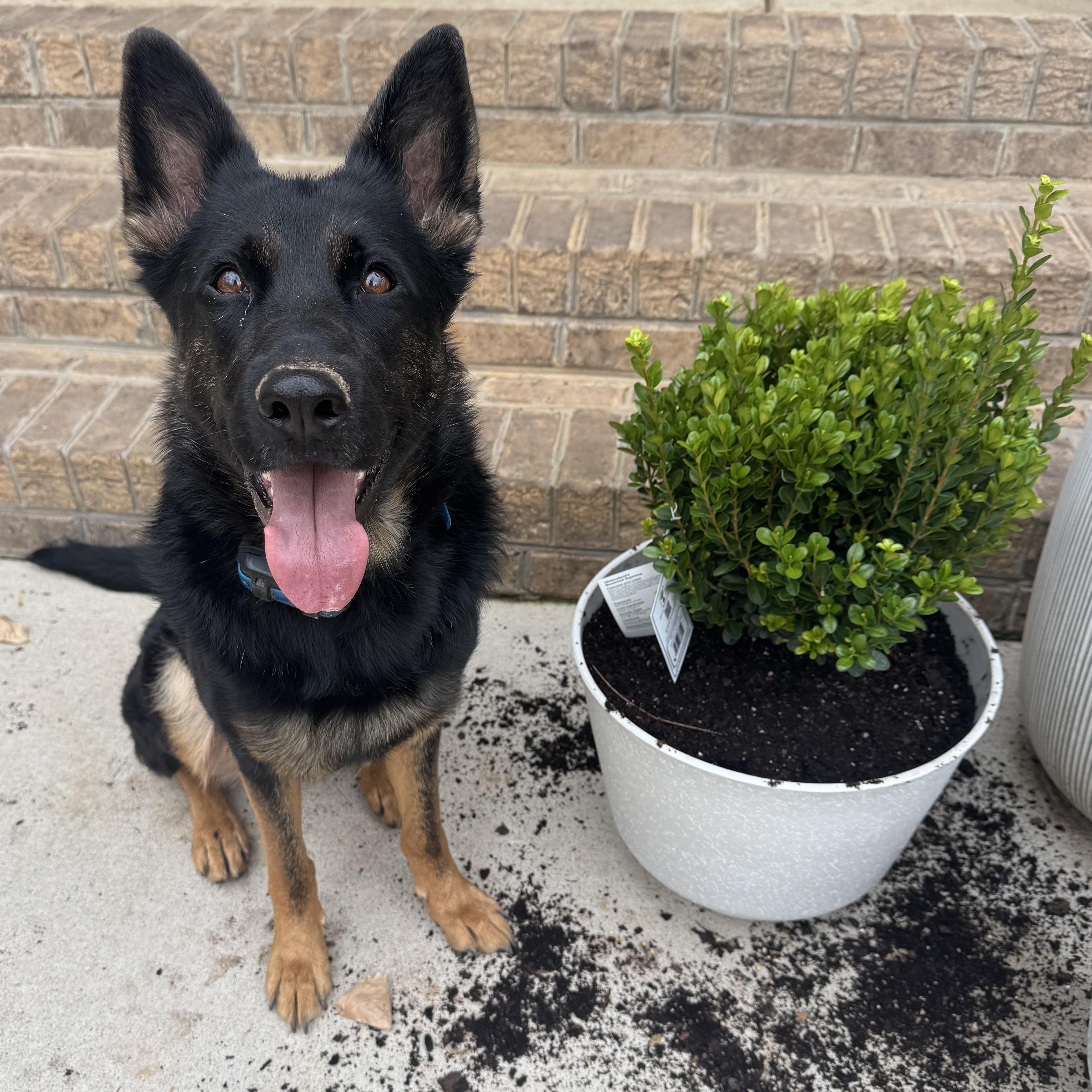 Katy, a Adoptable German Shepherd Dog in Richmond, VA image 3/6