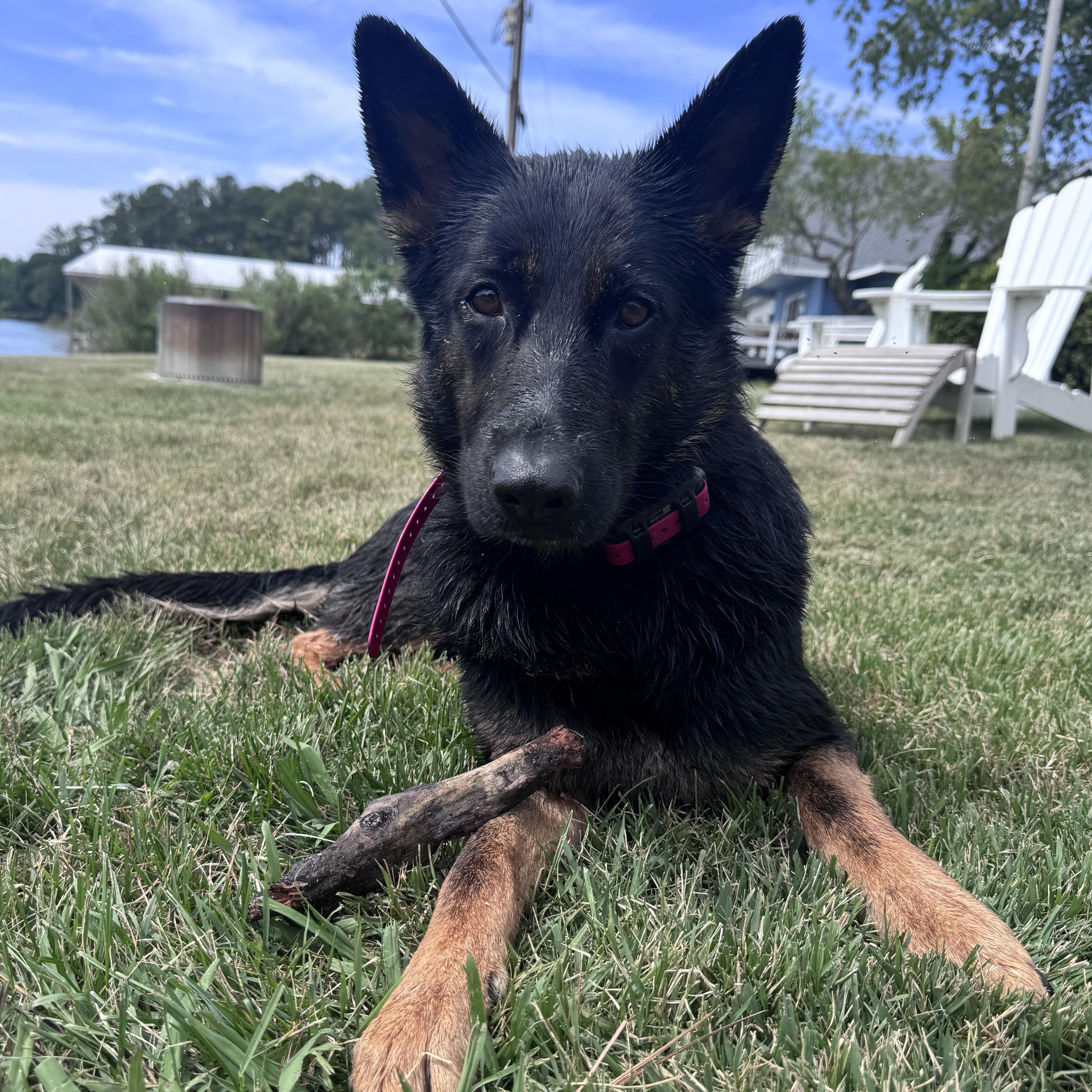 Katy, a Adoptable German Shepherd Dog in Richmond, VA image 4/6