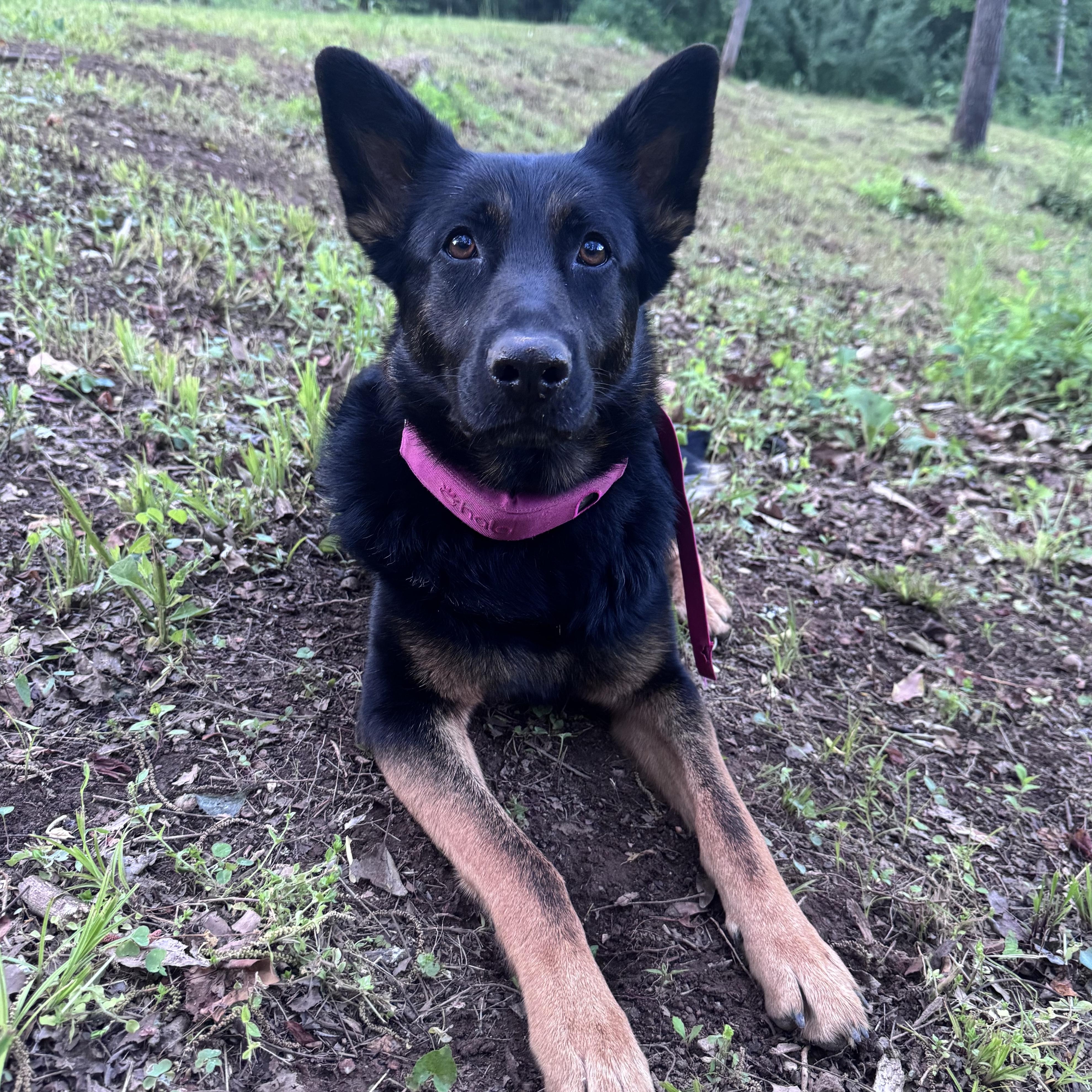 Katy, a Adoptable German Shepherd Dog in Richmond, VA image 2/6
