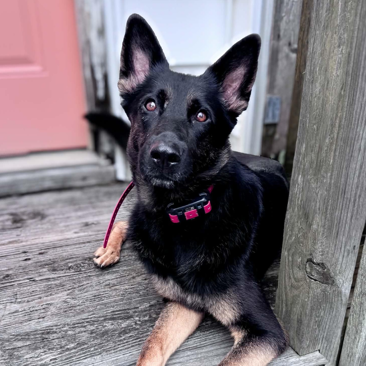 Katy, a Adoptable German Shepherd Dog in Richmond, VA image 1/6