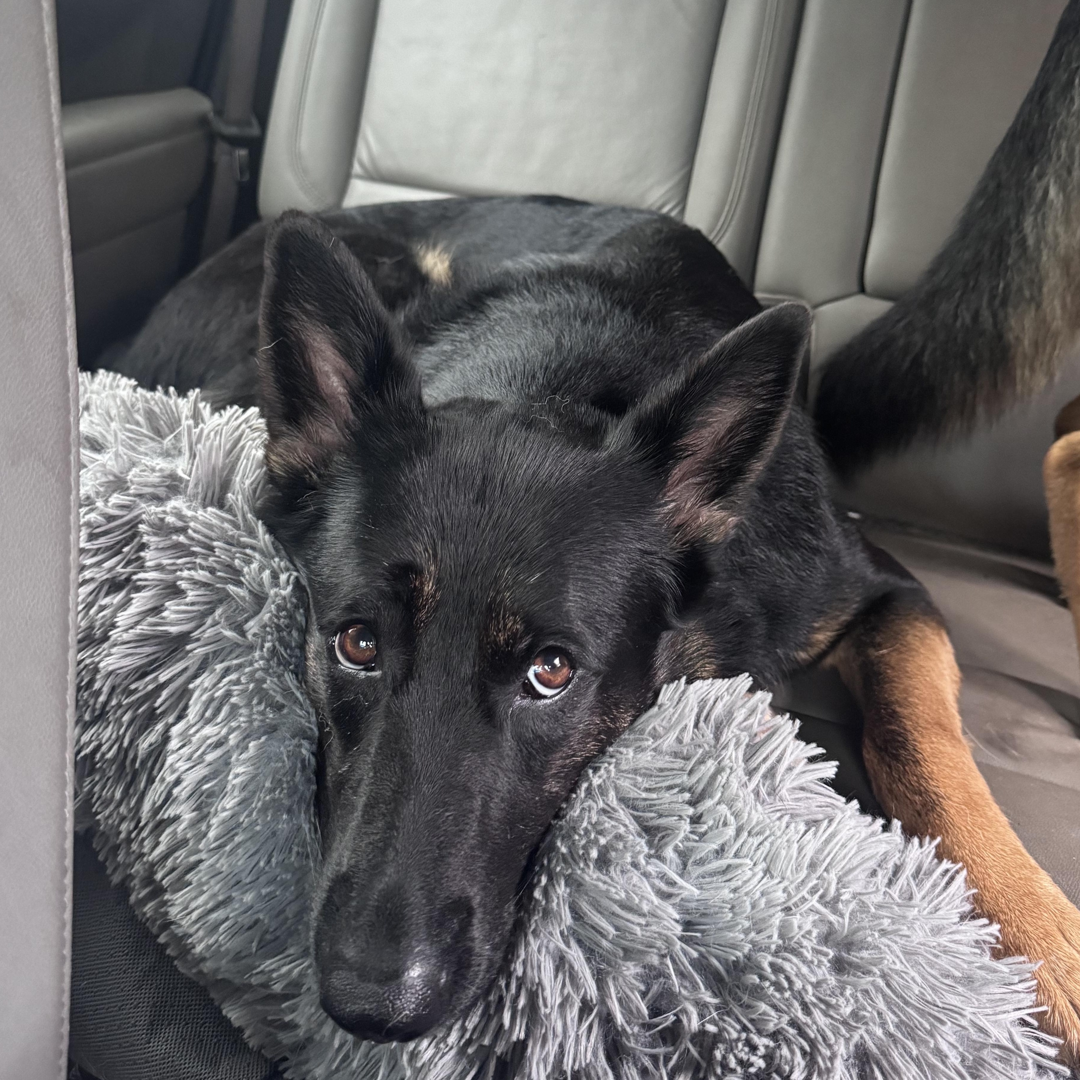 Katy, a Adoptable German Shepherd Dog in Richmond, VA image 6/6