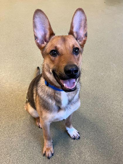 Enlarge Neena, a ADOPTABLE mixed breed in Palatine, IL image 1/1