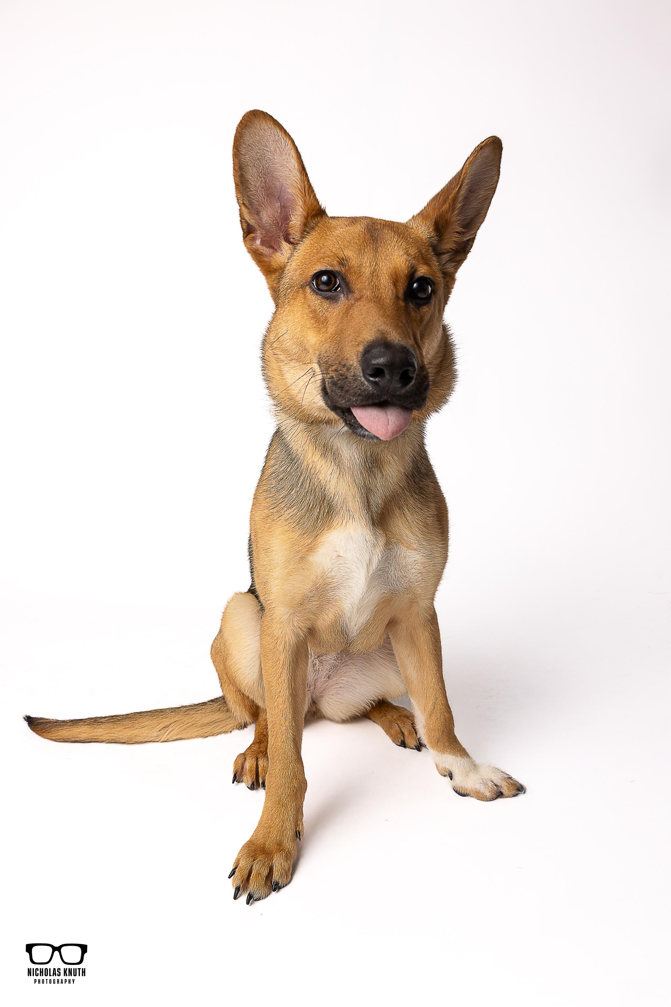 Neena, a ADOPTABLE mixed breed in Palatine, IL image 6/6