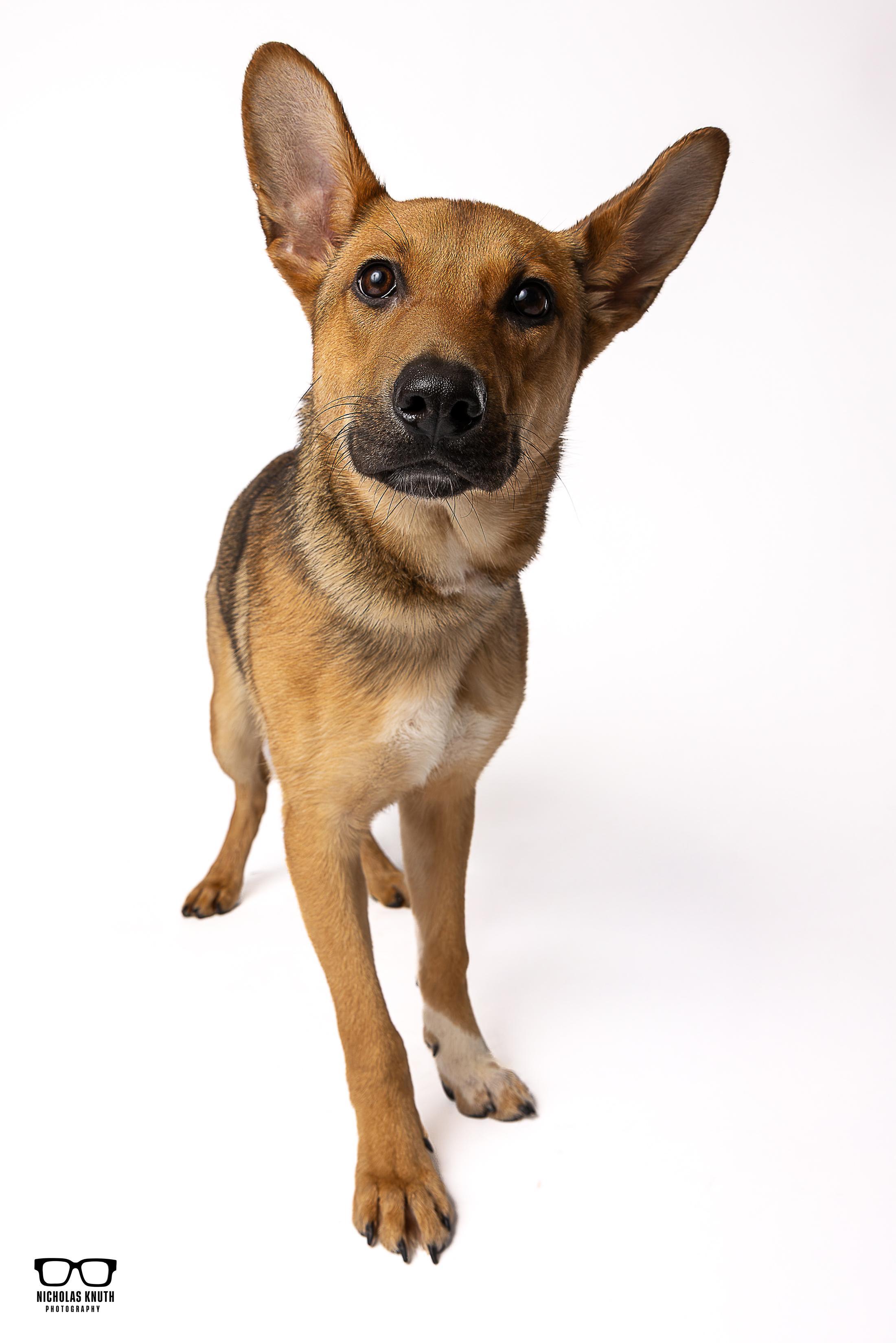Neena, ADOPTABLE, Young Female German Shepherd Dog.