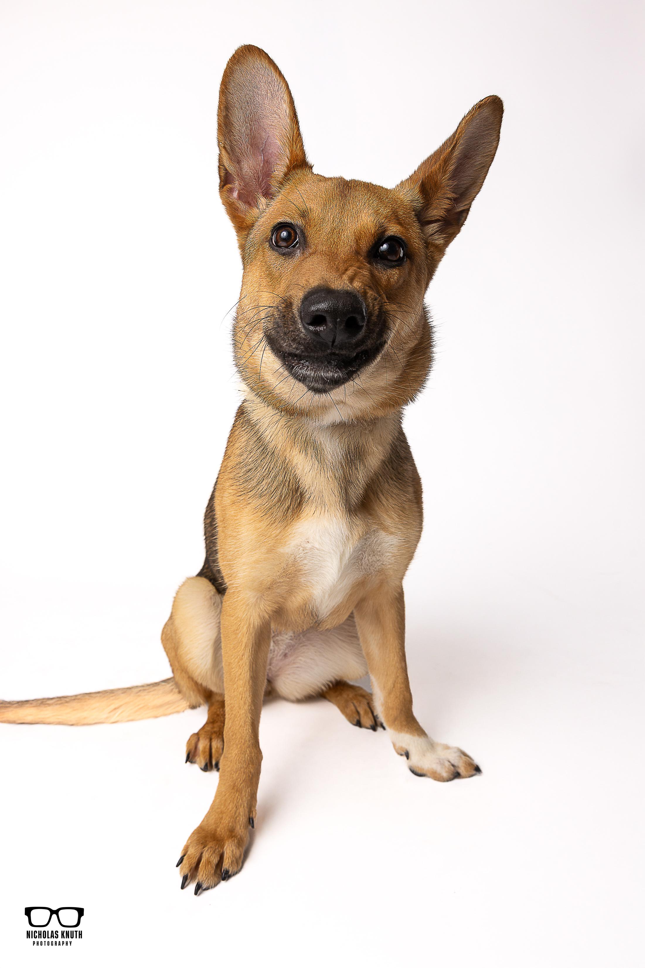 Neena, a ADOPTABLE mixed breed in Palatine, IL image 4/6