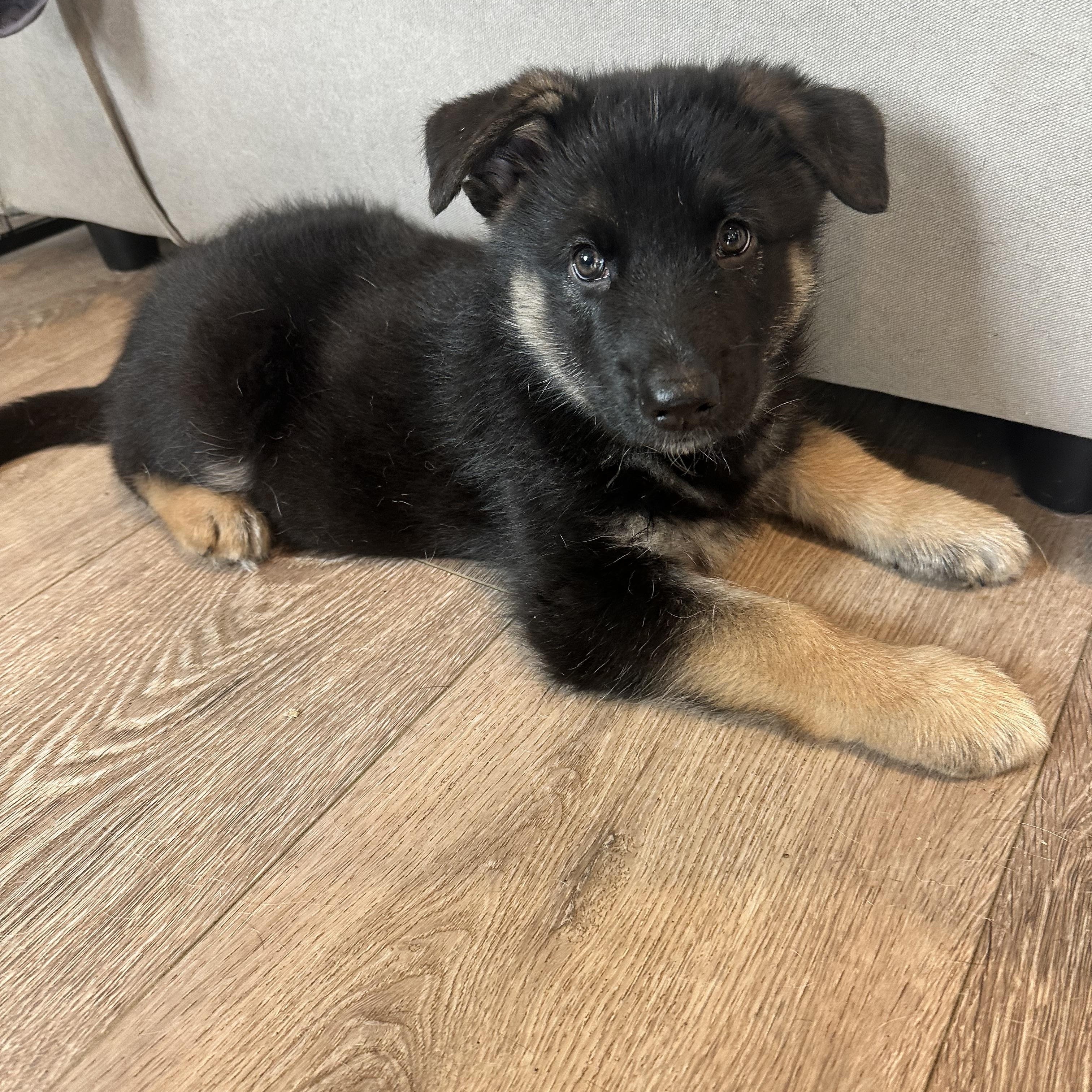 Enlarge Balto, a Adopted mixed breed in Santee, CA image 3/6