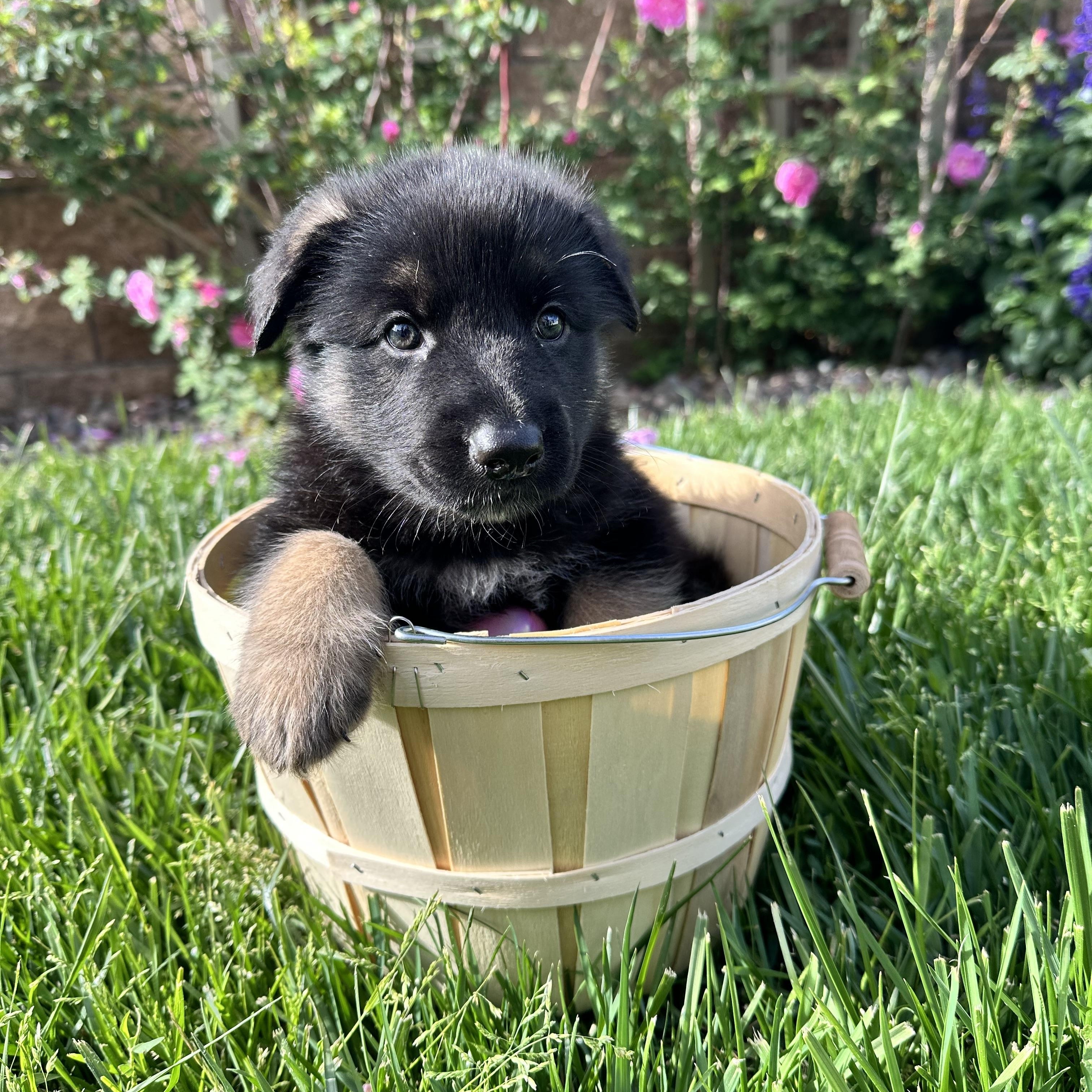 Enlarge Balto, a Adopted mixed breed in Santee, CA image 5/6