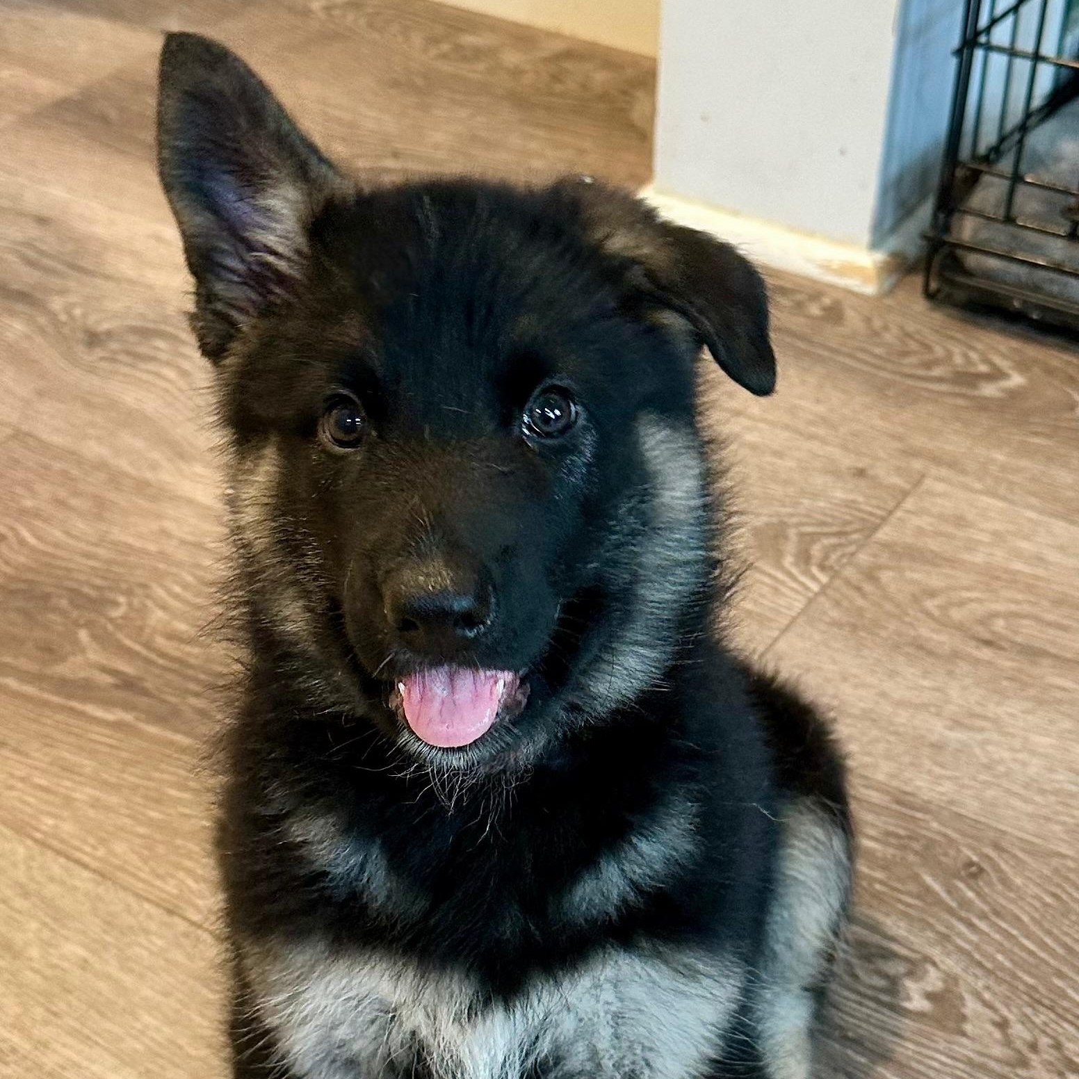 Enlarge Balto, a Adopted mixed breed in Santee, CA image 1/6