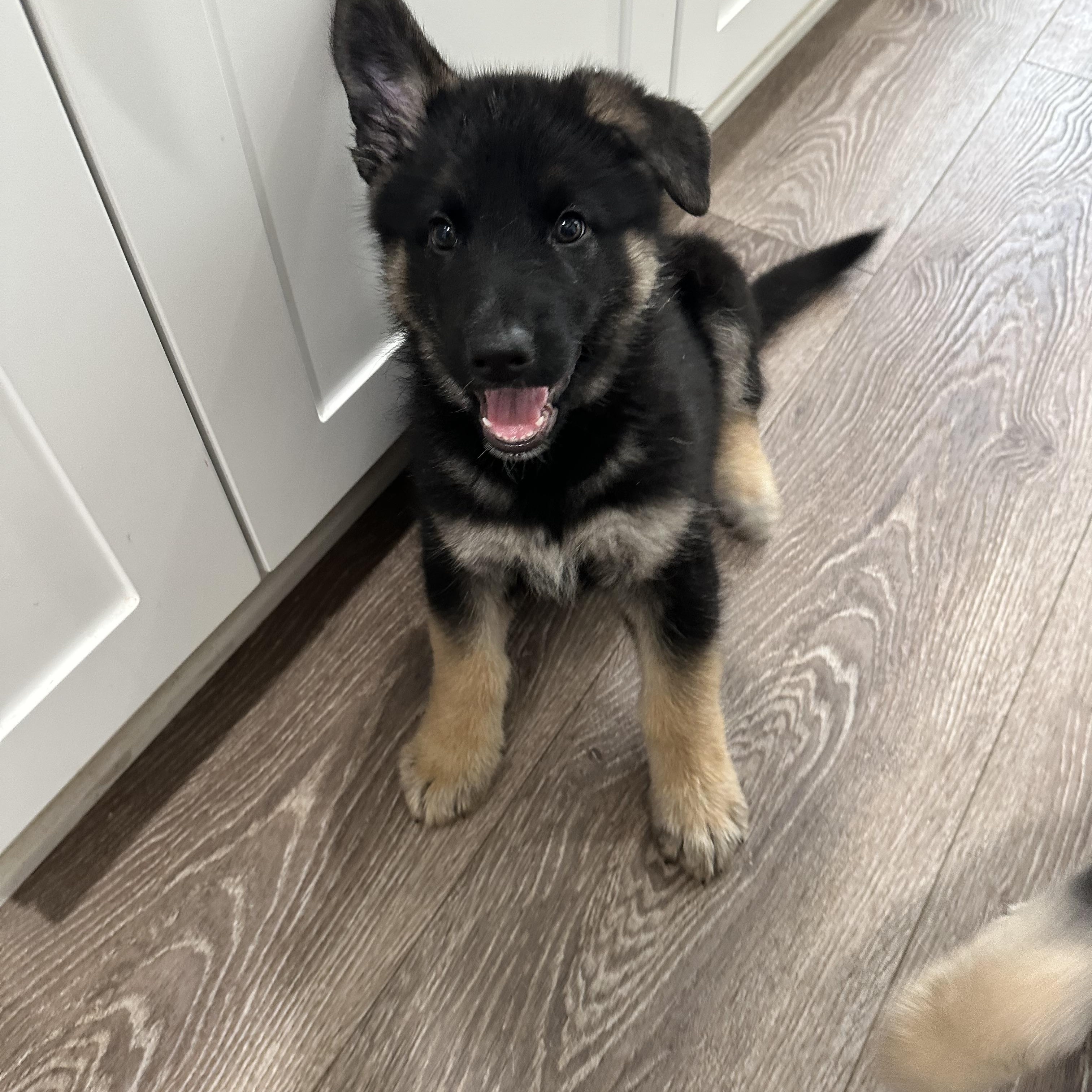 Enlarge Balto, a Adopted mixed breed in Santee, CA image 4/6