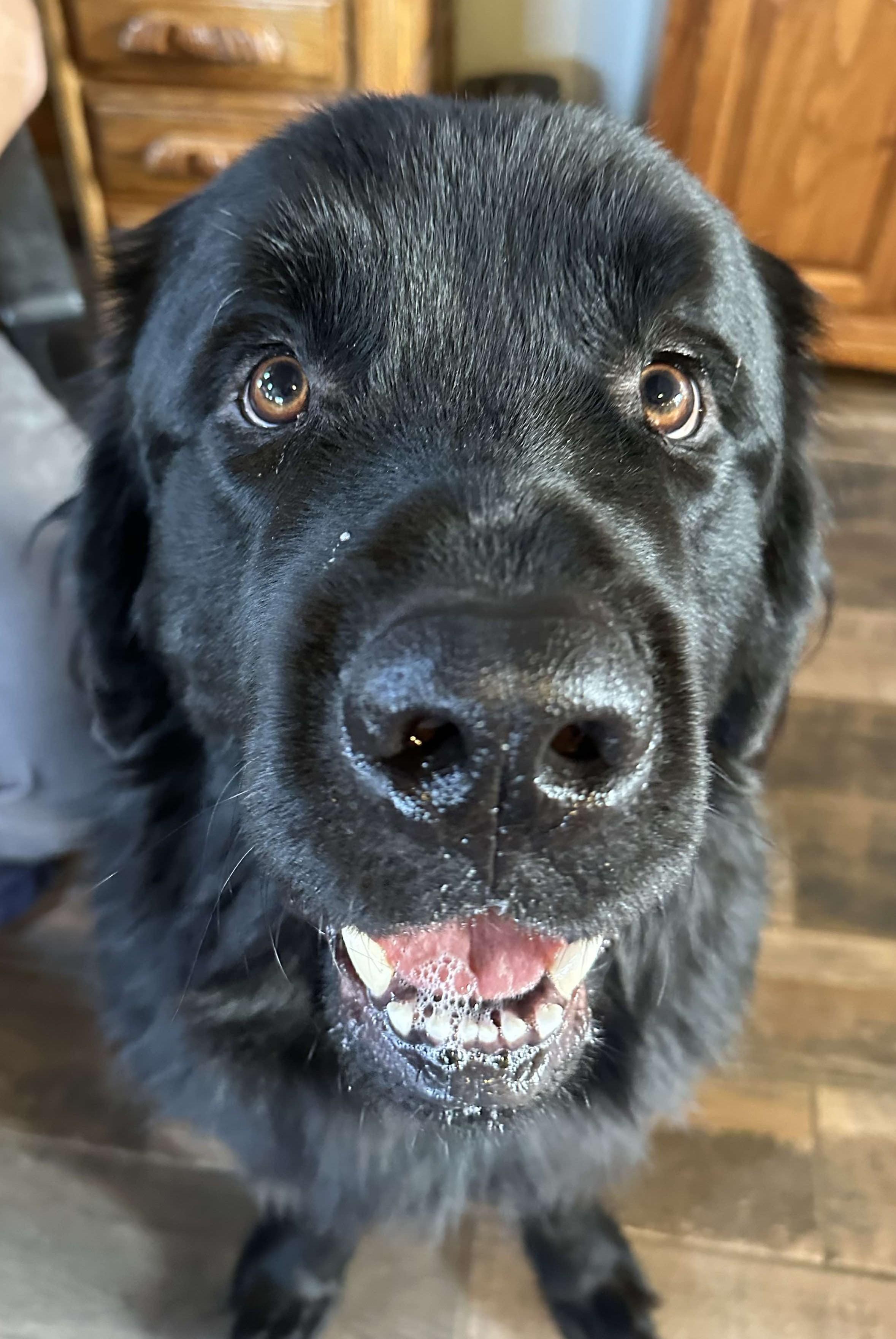 Enlarge Sully, a Adopted Newfoundland Dog in Lees Summit, MO image 2/4
