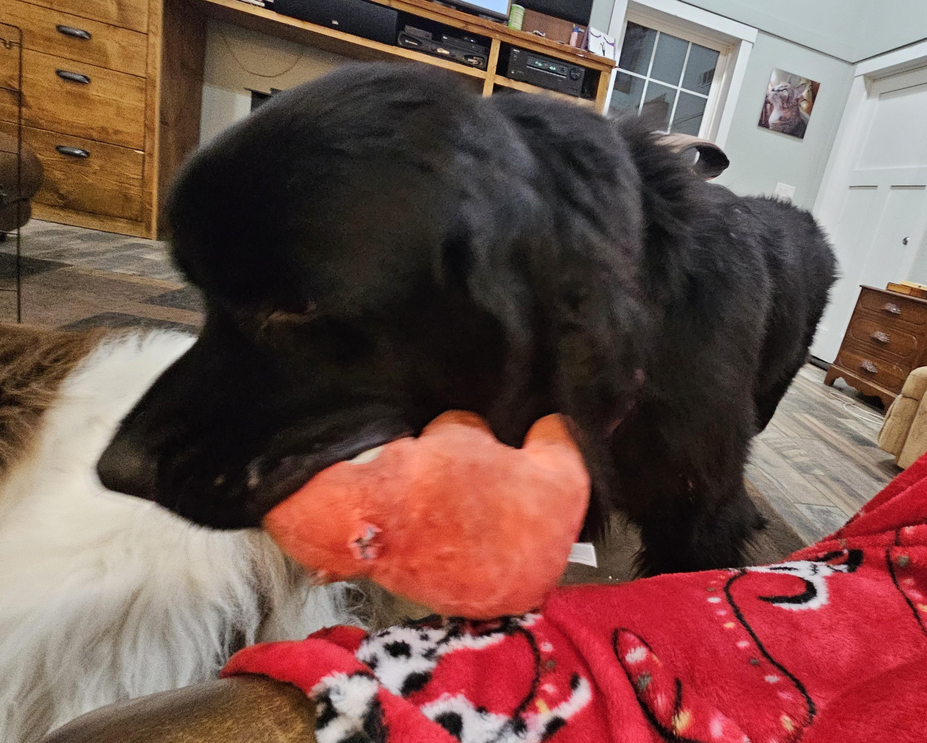 Sully, Adopted, Young Male Newfoundland Dog.