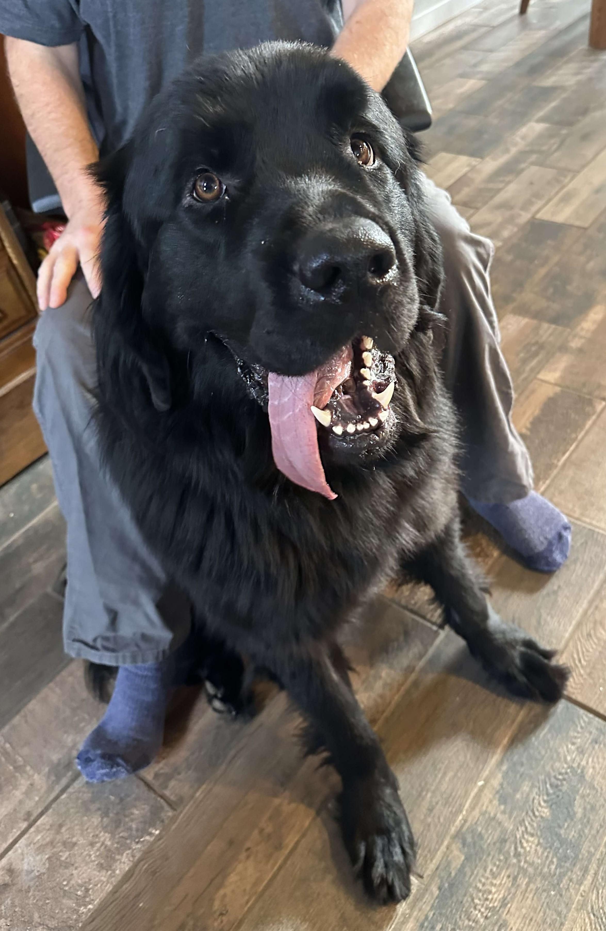 Enlarge Sully, a Adopted Newfoundland Dog in Lees Summit, MO image 4/4
