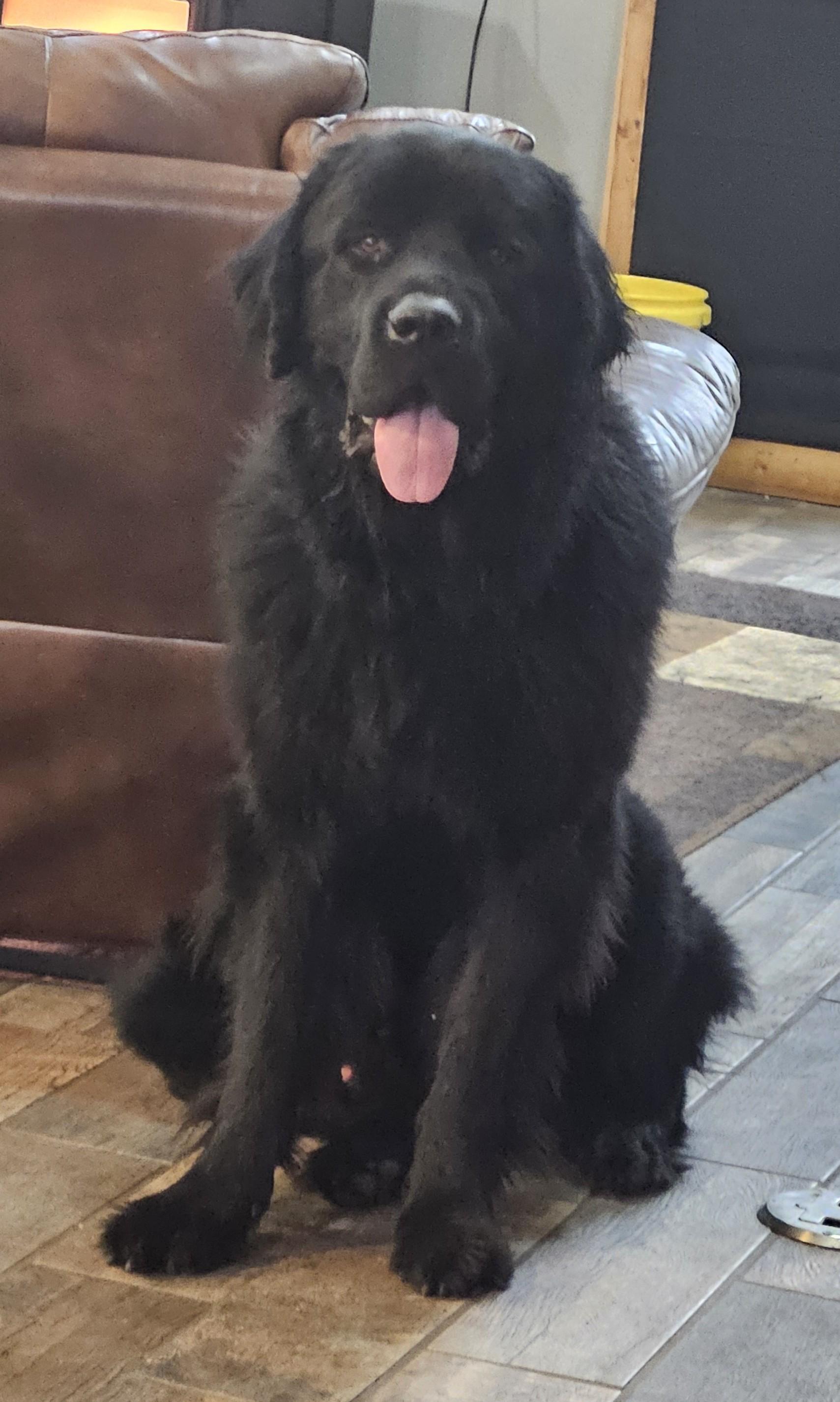 Enlarge Sully, a Adopted Newfoundland Dog in Lees Summit, MO image 3/4