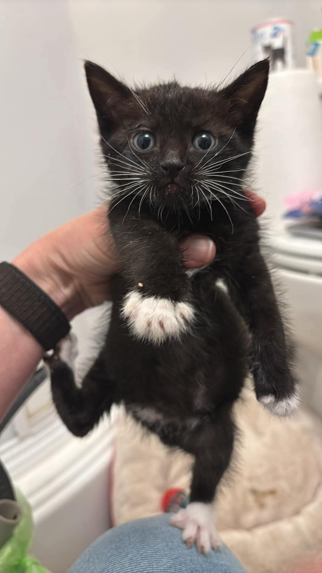 Kitten 1, Adoptable, Kitten Male Domestic Medium Hair.