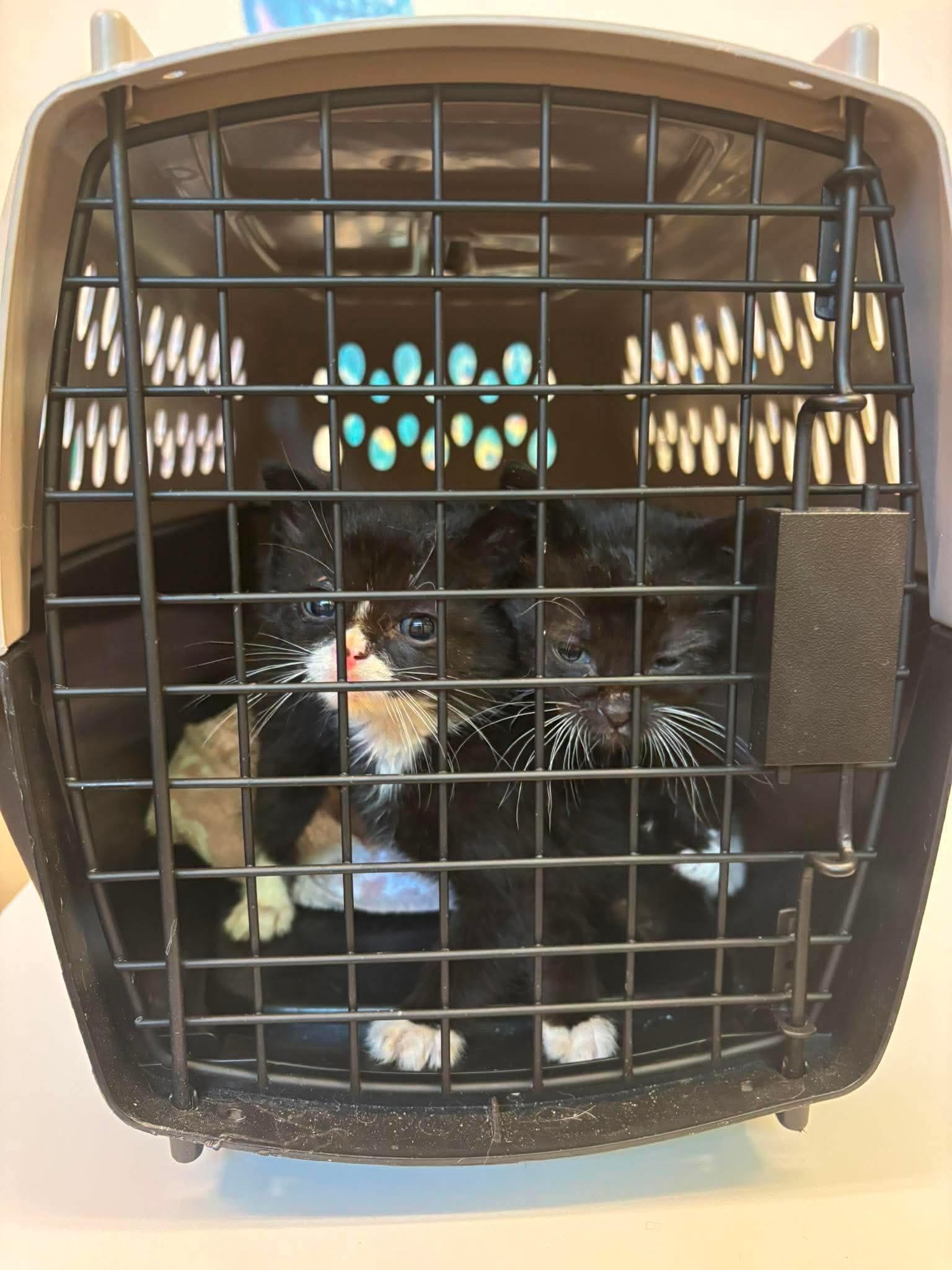 Enlarge Kitten 1, a Adoptable Domestic Medium Hair in Stephens City, VA image 3/3