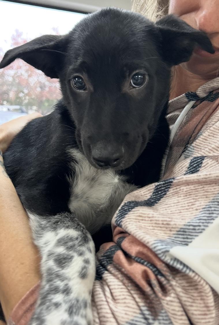 Enlarge Riley, a Adopted Australian Cattle Dog / Blue Heeler in Milwaukie, OR image 3/4