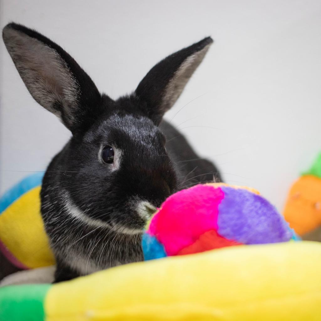 Mister, Adoptable, Adult Male Silver Marten.