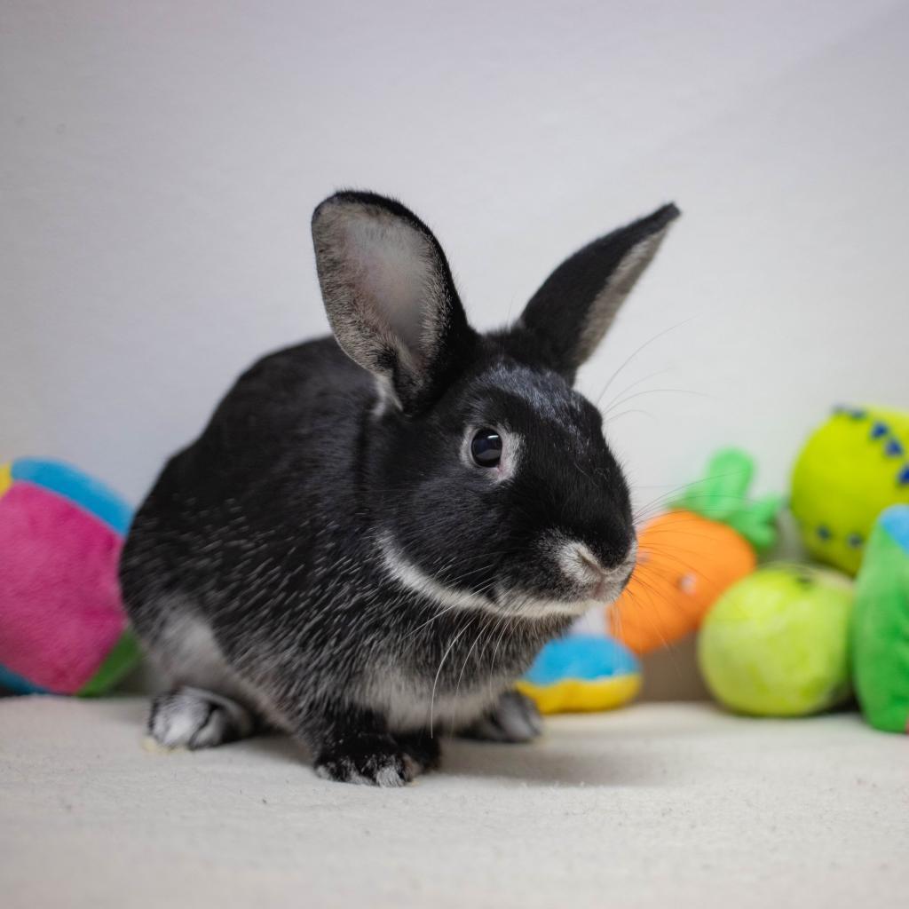 Enlarge Mister, a Adoptable Silver Marten in San Diego, CA image 3/6