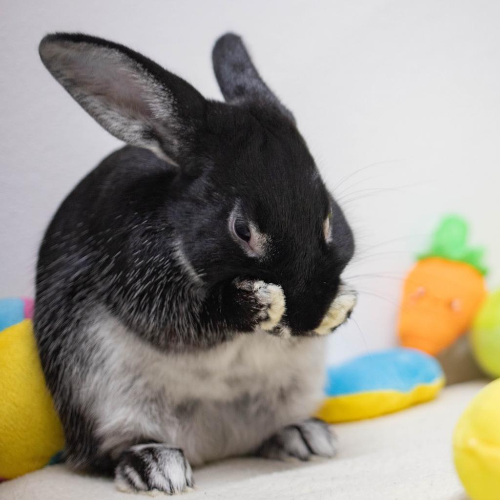 Enlarge Mister, a Adoptable Silver Marten in San Diego, CA image 4/6