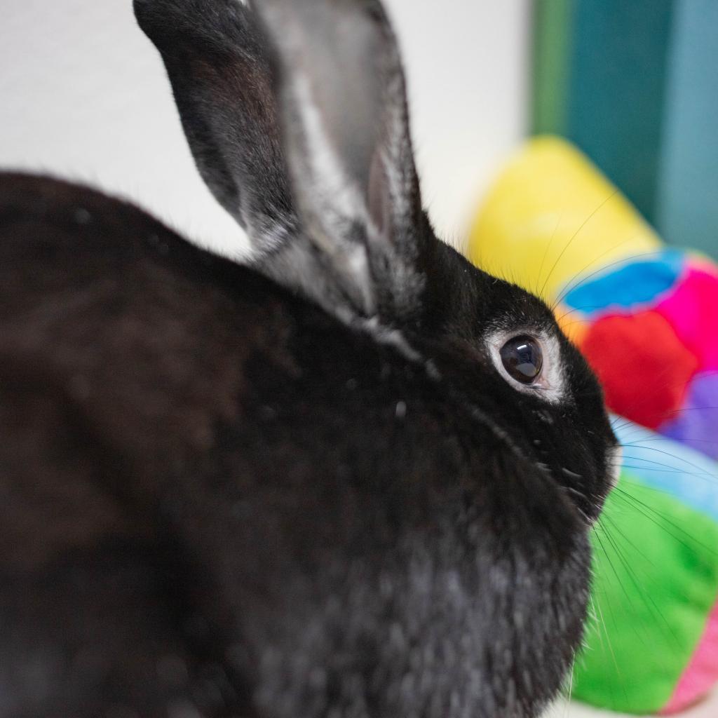 Enlarge Mister, a Adoptable Silver Marten in San Diego, CA image 6/6