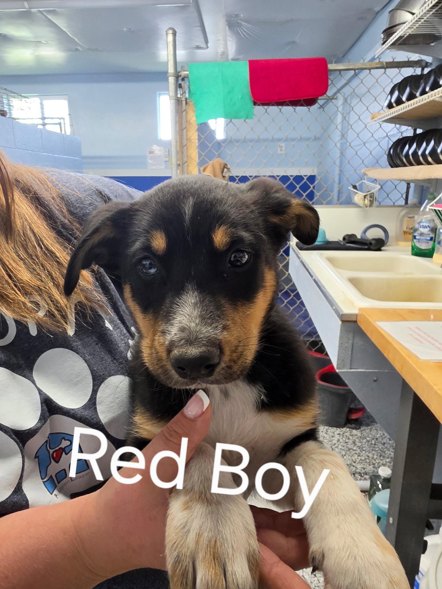 Enlarge Puppy - Red Boy, a Adopted Mixed Breed in Emmett, ID image 1/1