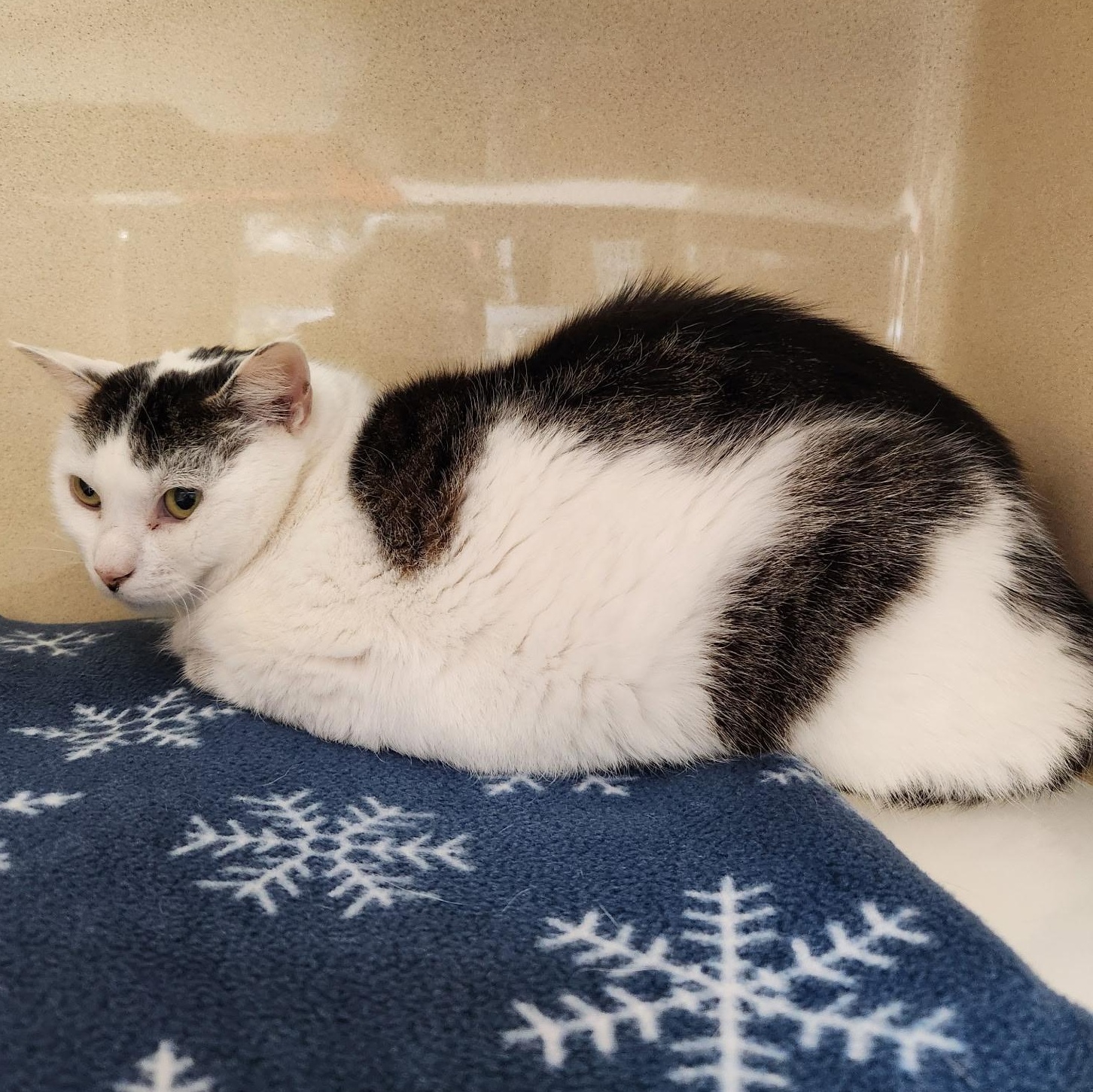 T.C., Senior Female Tabby