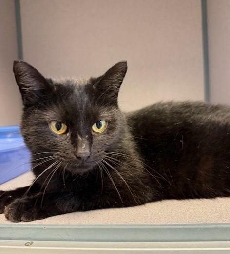 April, adopted, Adult Female Domestic Short Hair.