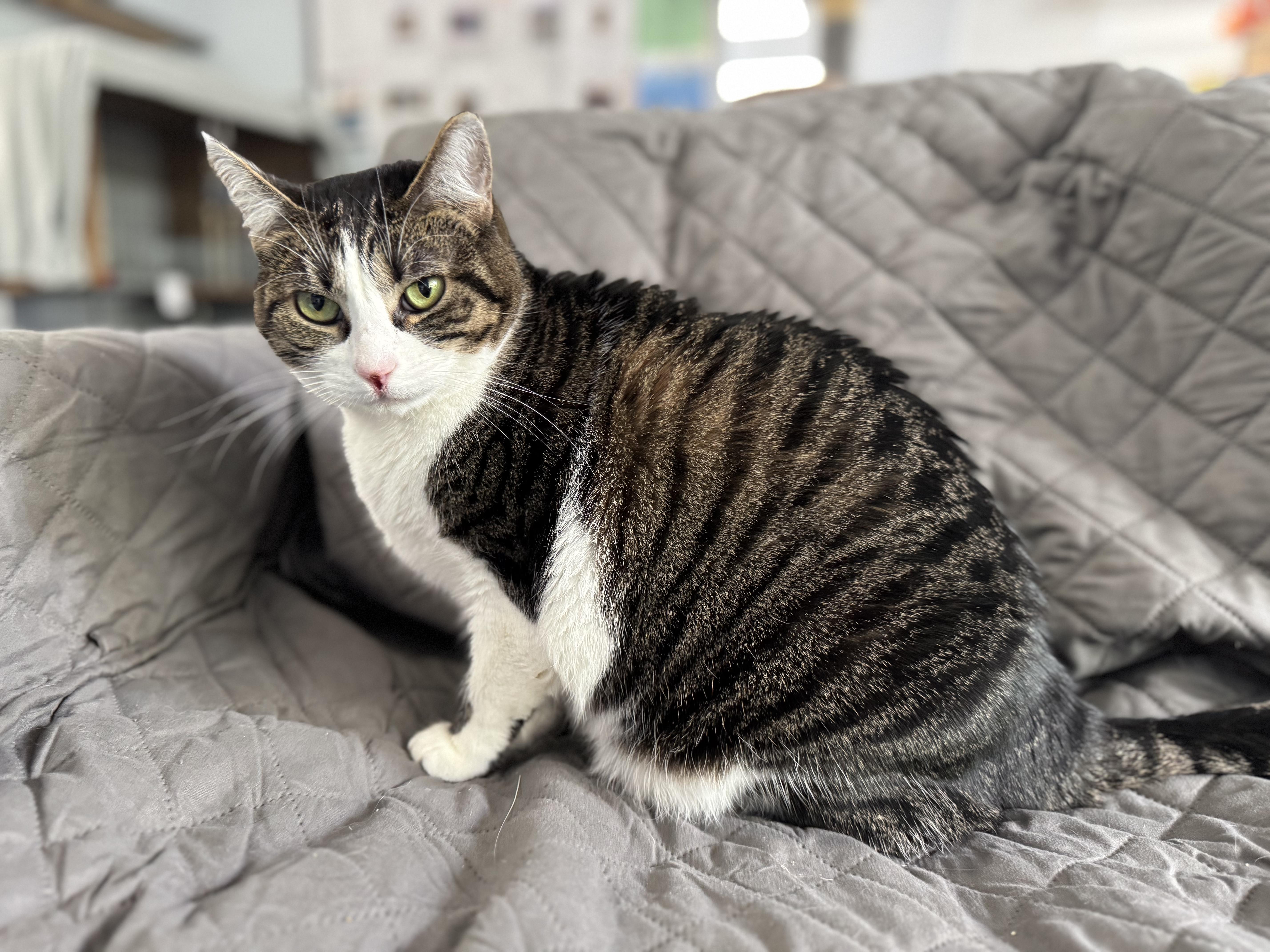 Poppi, an adoptable Tabby, Domestic Short Hair in Springfield, OR, 97478 | Photo Image 1