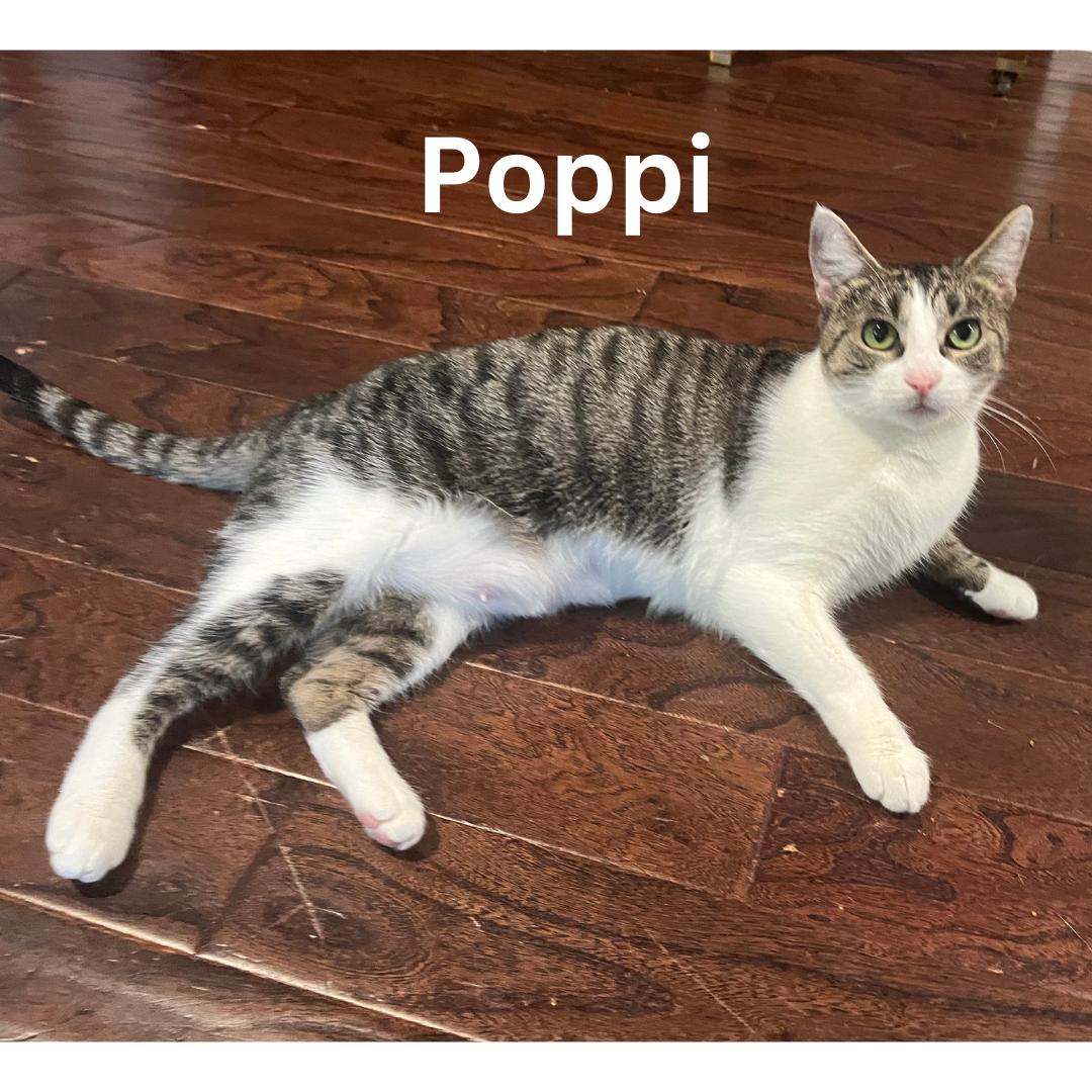 Rose, Poppi, & Tulip - Bonded Trio, an adoptable Domestic Short Hair in Springfield, OR, 97478 | Photo Image 4