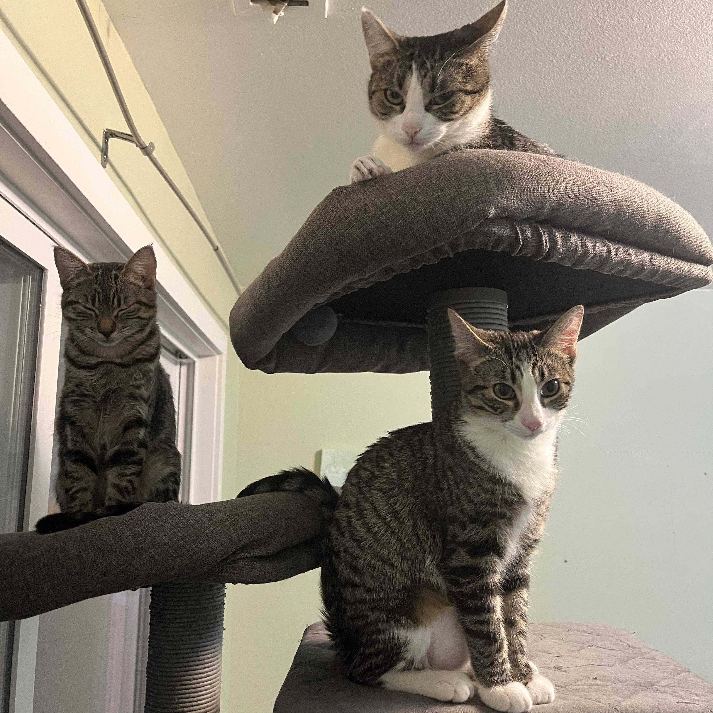Rose, Poppi, & Tulip - Bonded Trio, an adoptable Domestic Short Hair in Springfield, OR, 97478 | Photo Image 2