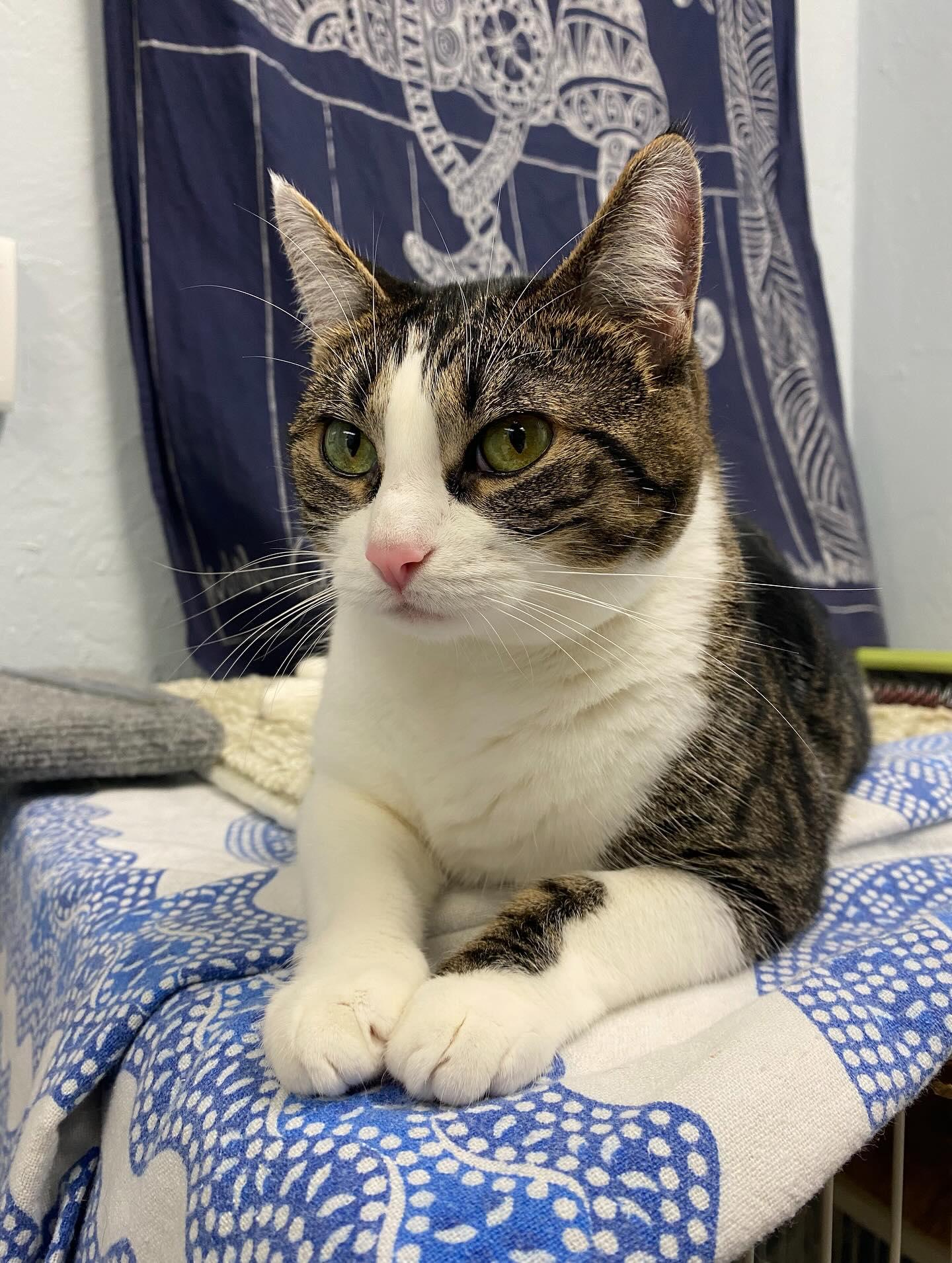 Poppi, an adoptable Tabby, Domestic Short Hair in Springfield, OR, 97478 | Photo Image 3