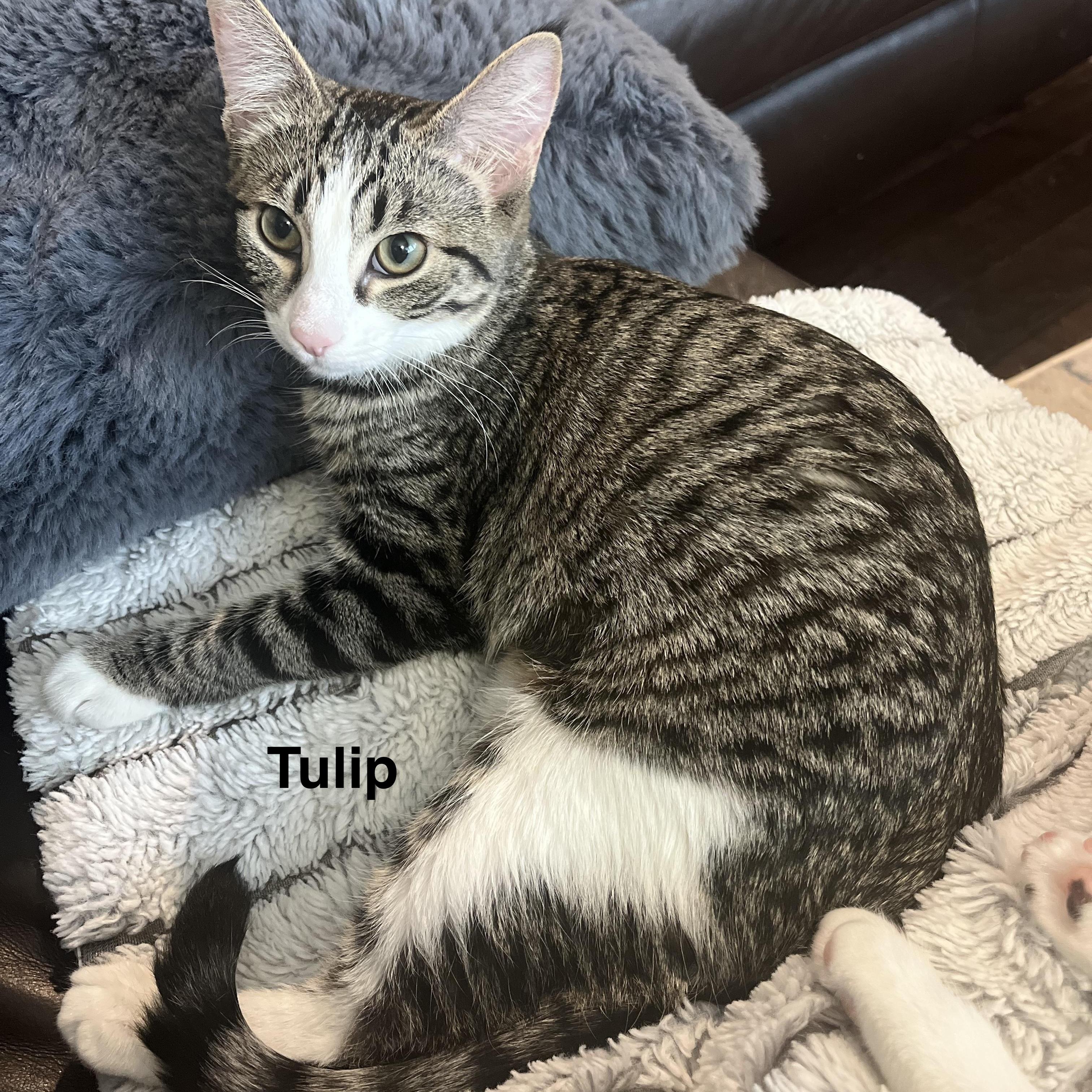 Rose, Poppi, & Tulip - Bonded Trio, an adoptable Domestic Short Hair in Springfield, OR, 97478 | Photo Image 5