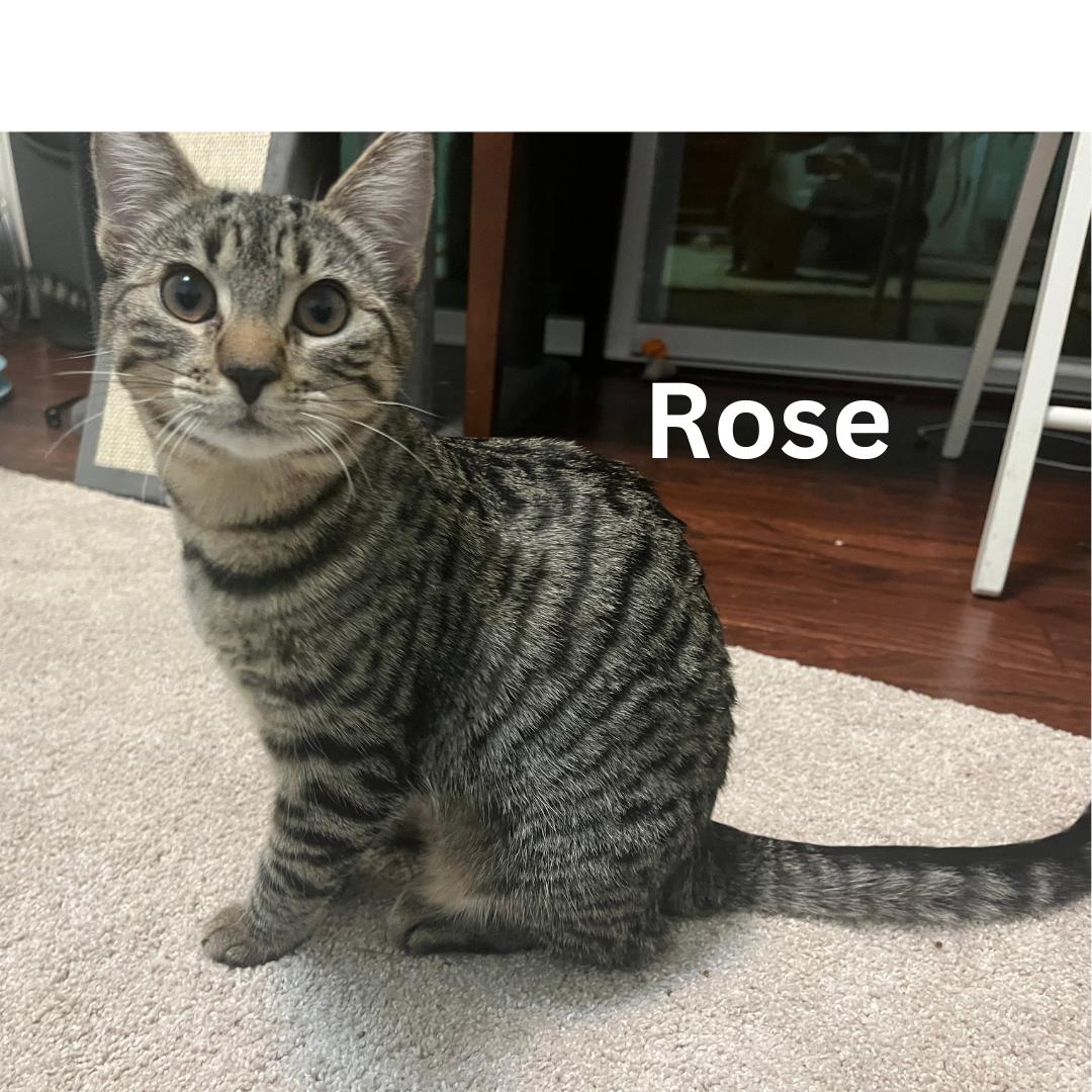 Rose, Poppi, & Tulip - Bonded Trio, an adoptable Domestic Short Hair in Springfield, OR, 97478 | Photo Image 3