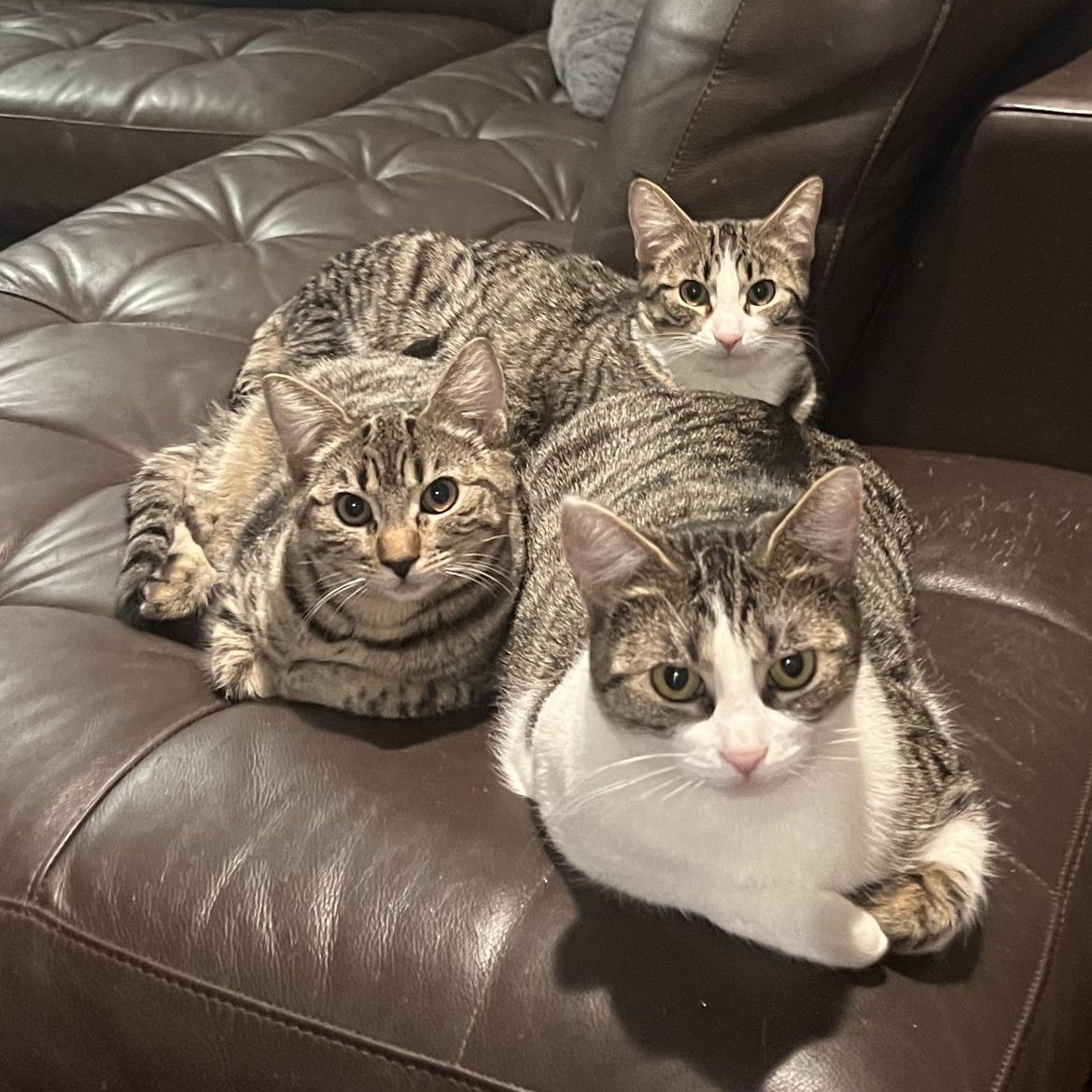 Rose, Poppi, & Tulip - Bonded Trio, an adoptable Domestic Short Hair in Springfield, OR, 97478 | Photo Image 1