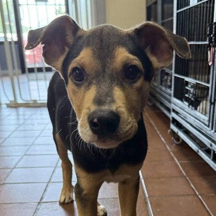 Enlarge Ossi, a Adoptable mixed breed in Lake Hopatcong, NJ image 1/3
