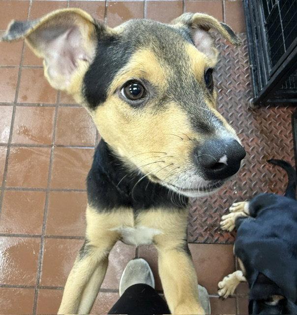 Enlarge Ossi, a Adoptable mixed breed in Lake Hopatcong, NJ image 2/3