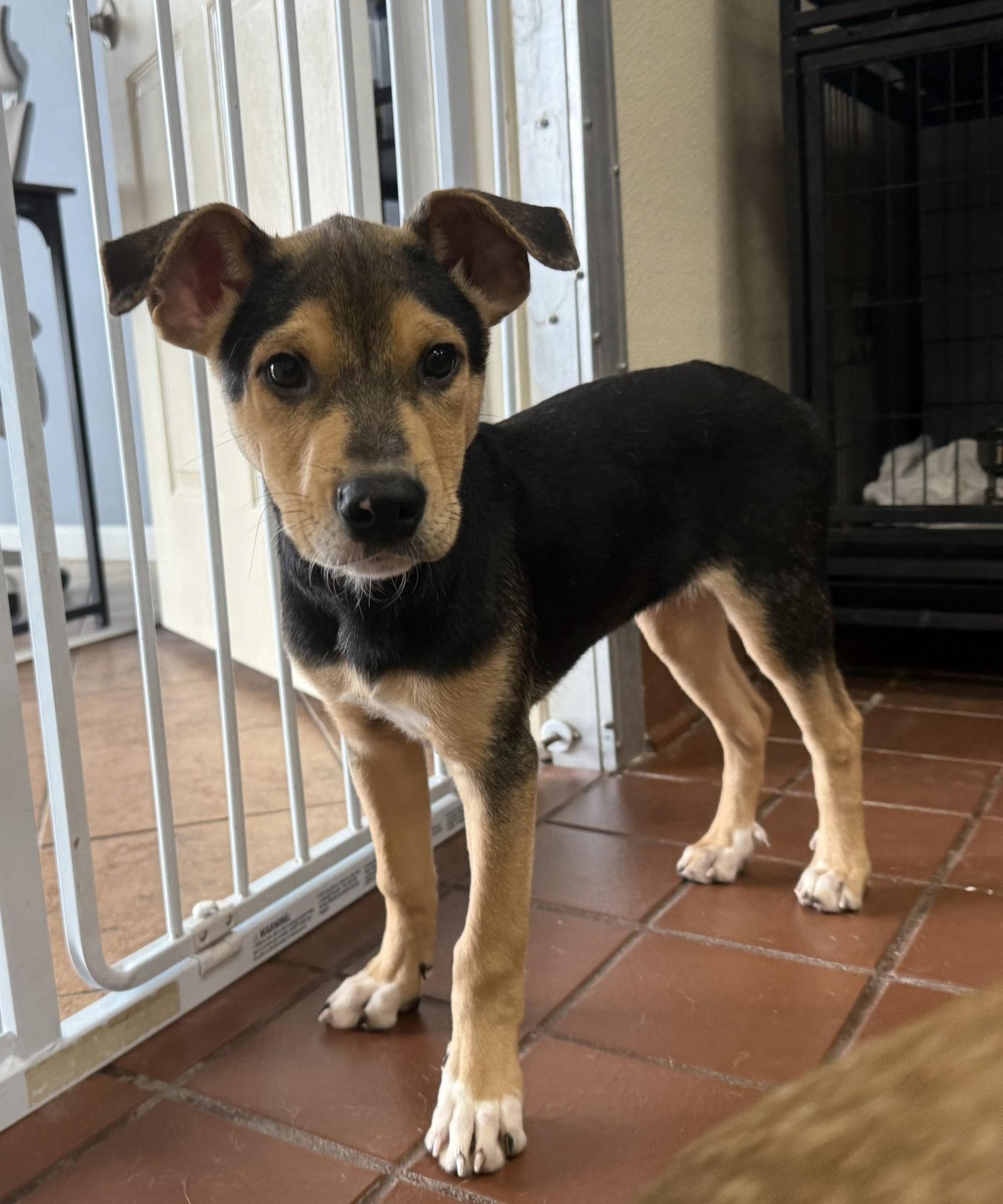 Enlarge Ossi, a Adoptable mixed breed in Lake Hopatcong, NJ image 3/3