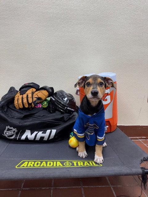 Ossi, a Adoptable mixed breed in Lake Hopatcong, NJ image 1/2