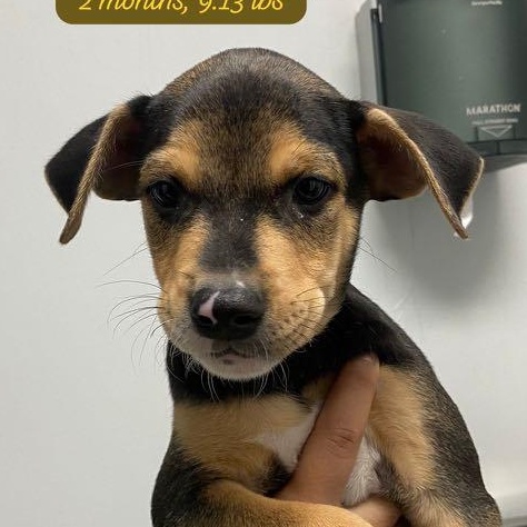 Ossi, a Adoptable mixed breed in Lake Hopatcong, NJ image 2/2