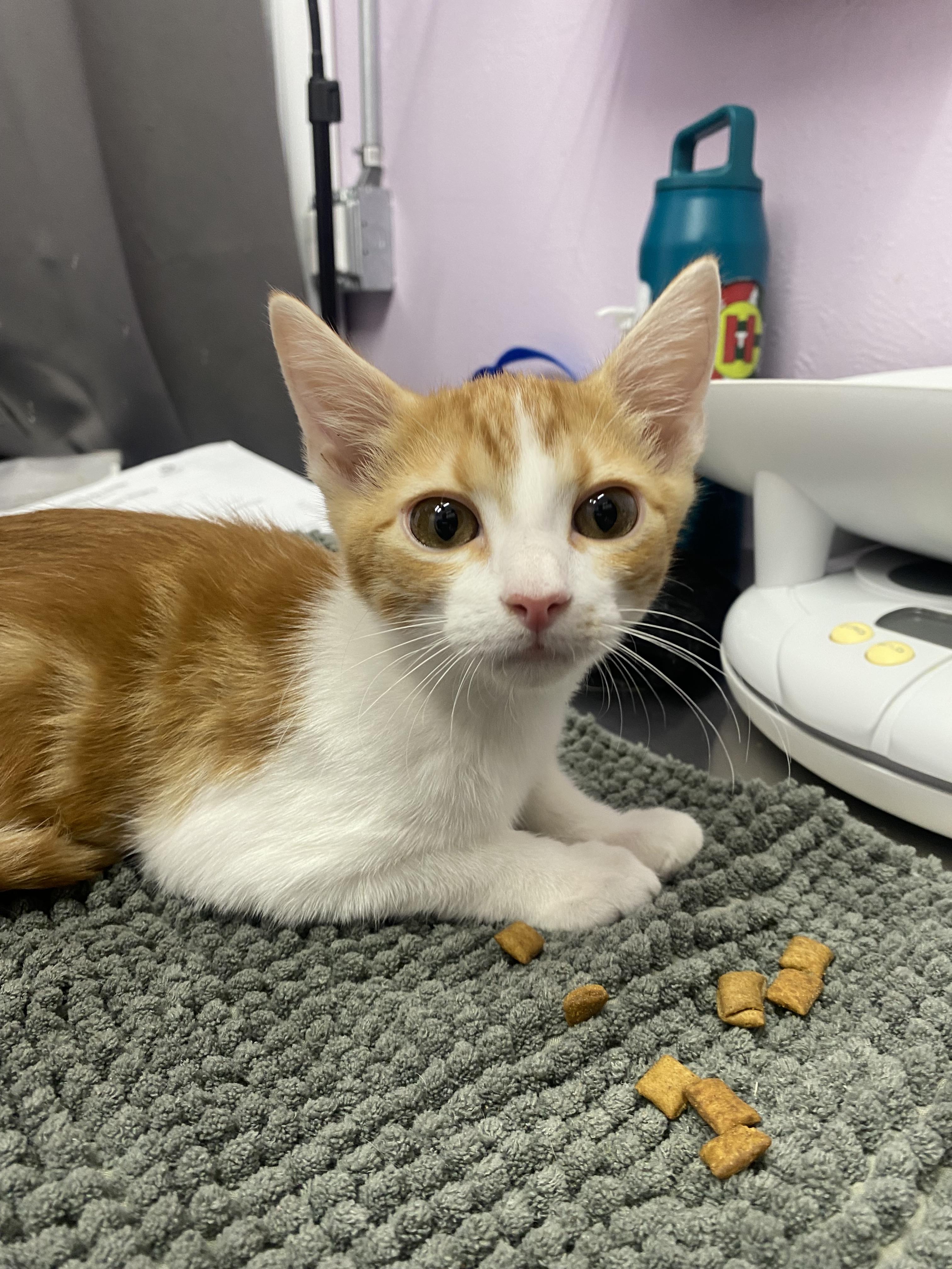 Conor, Adopted, Young Male Domestic Short Hair.