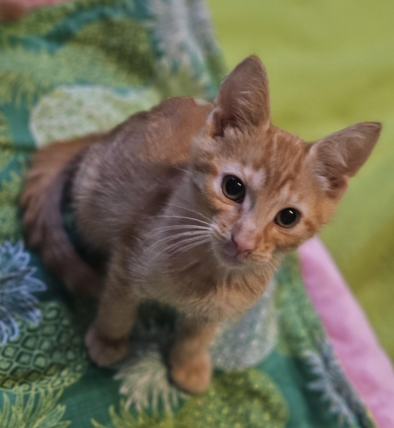 Red, Adoptable, Kitten Male Domestic Short Hair.