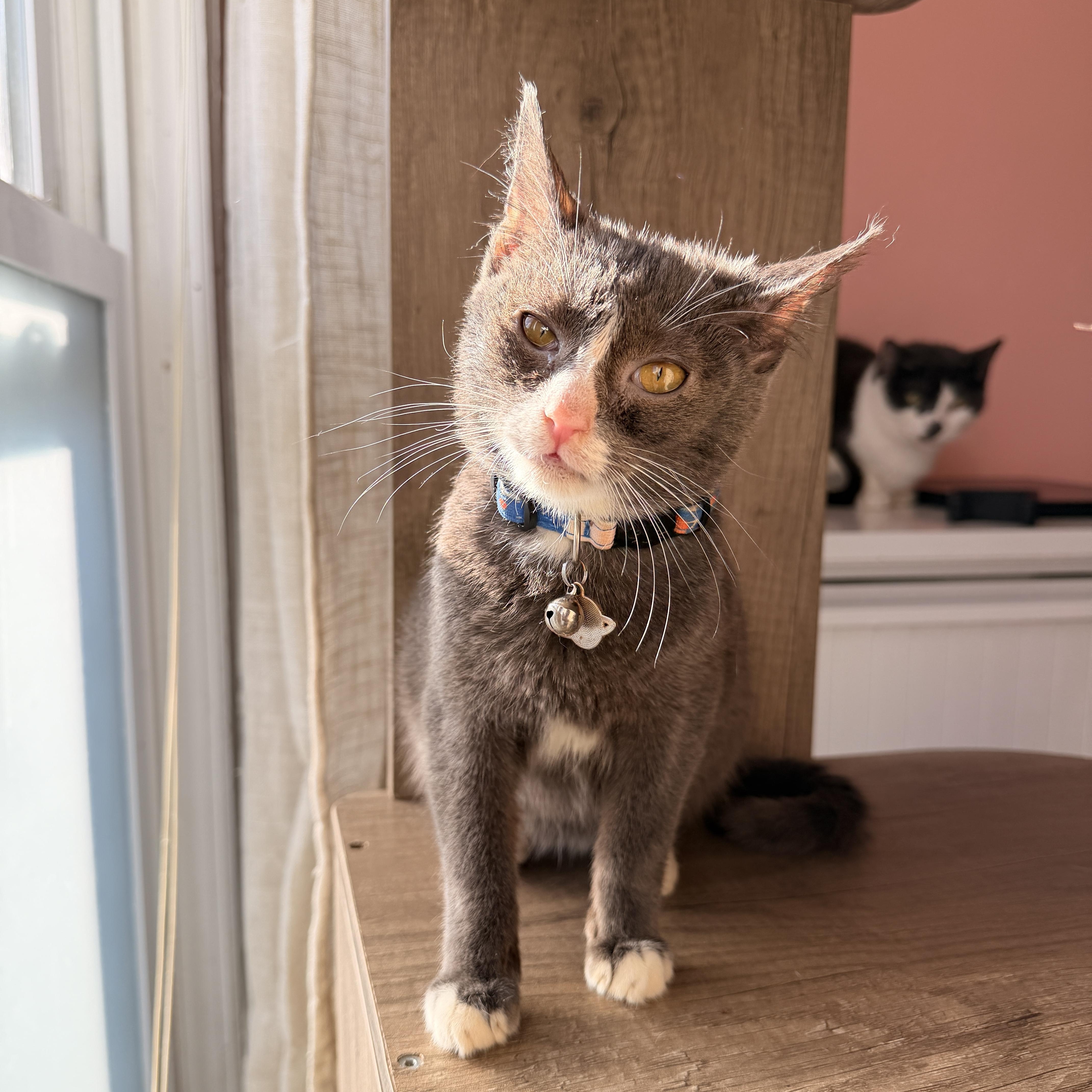 Enlarge PESTO, a ADOPTABLE Tuxedo in New York, NY image 1/1