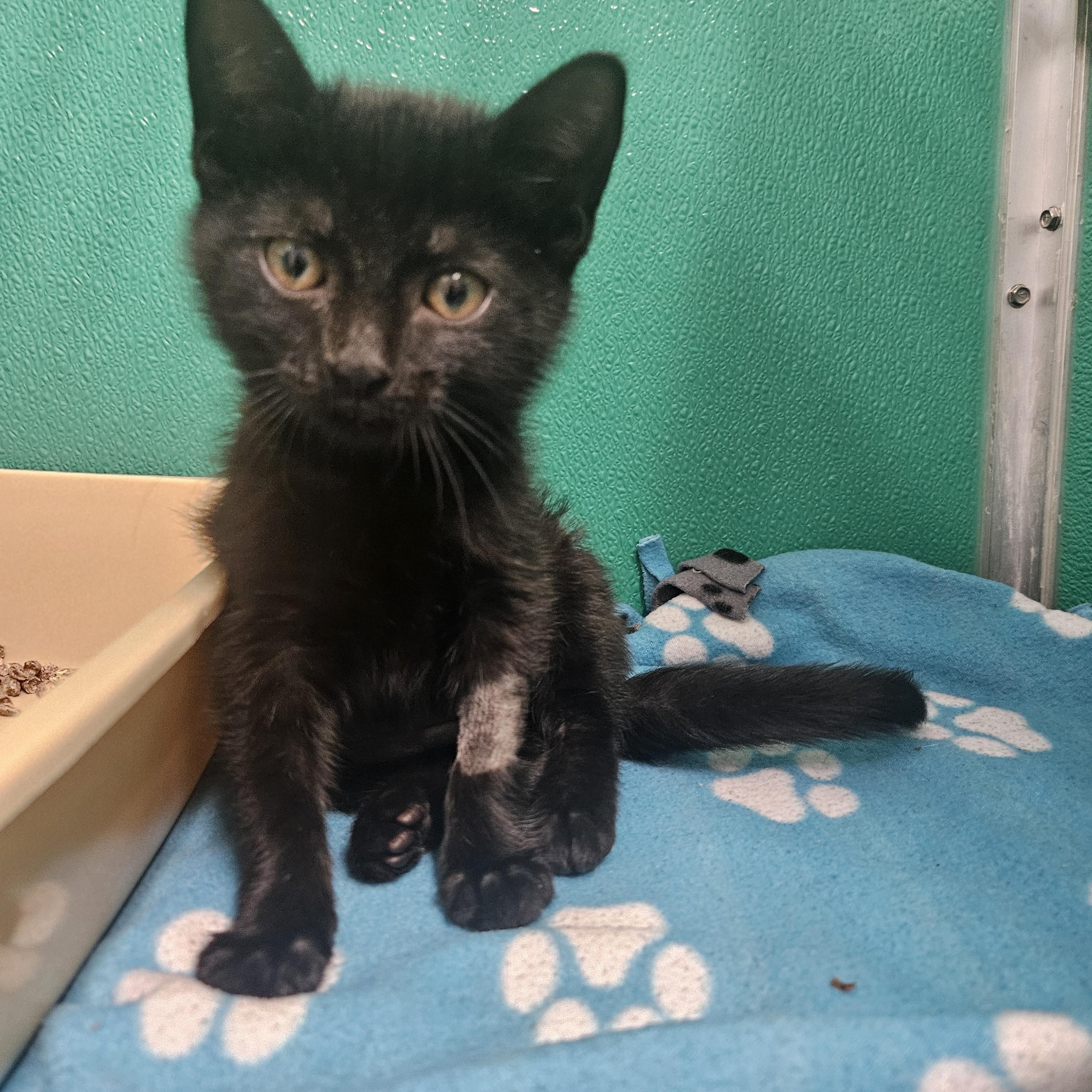 Enlarge Raven, an adopted Domestic Short Hair in Fall River, MA image 1/1