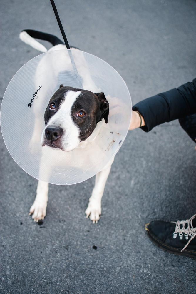 Jude, Adoptable, Adult Male Pit Bull Terrier.