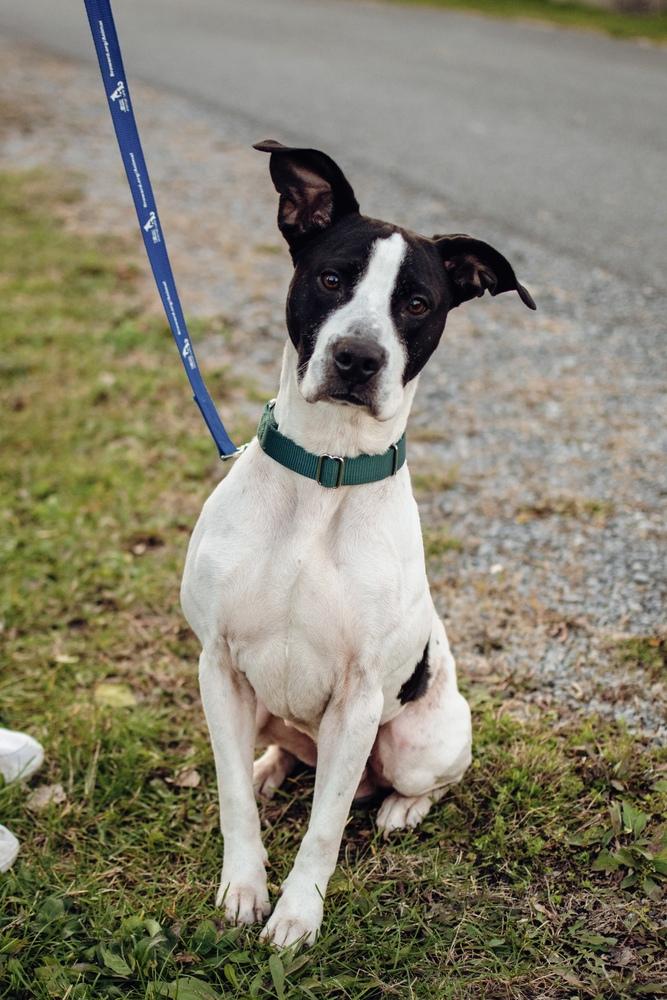 Enlarge Jude, a Adoptable mixed breed in Frankfort, NY image 2/6