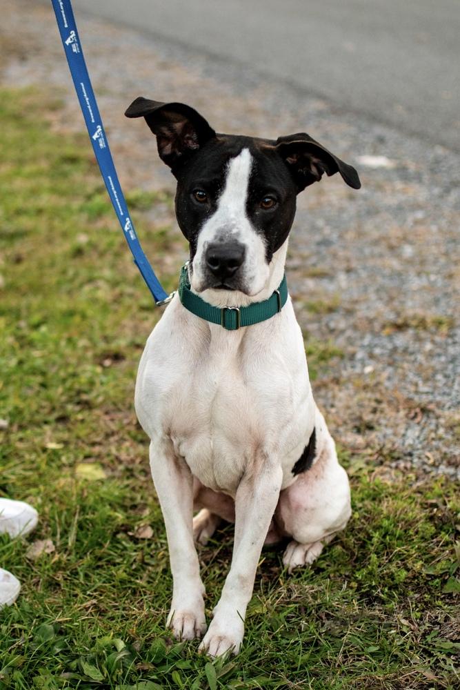 Enlarge Jude, a Adoptable mixed breed in Frankfort, NY image 3/6
