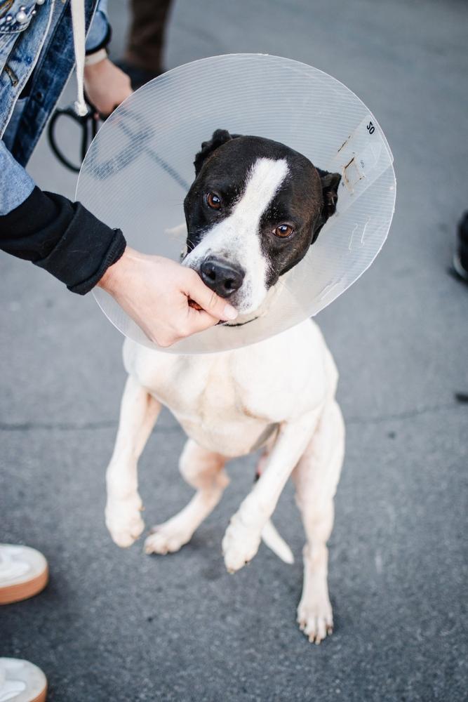 Enlarge Jude, a Adoptable mixed breed in Frankfort, NY image 5/6