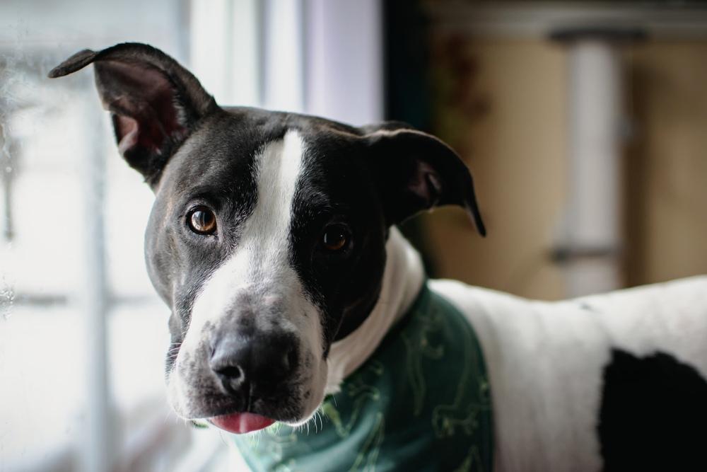 Jude, Adoptable, Adult Male Pit Bull Terrier & Labrador Retriever.